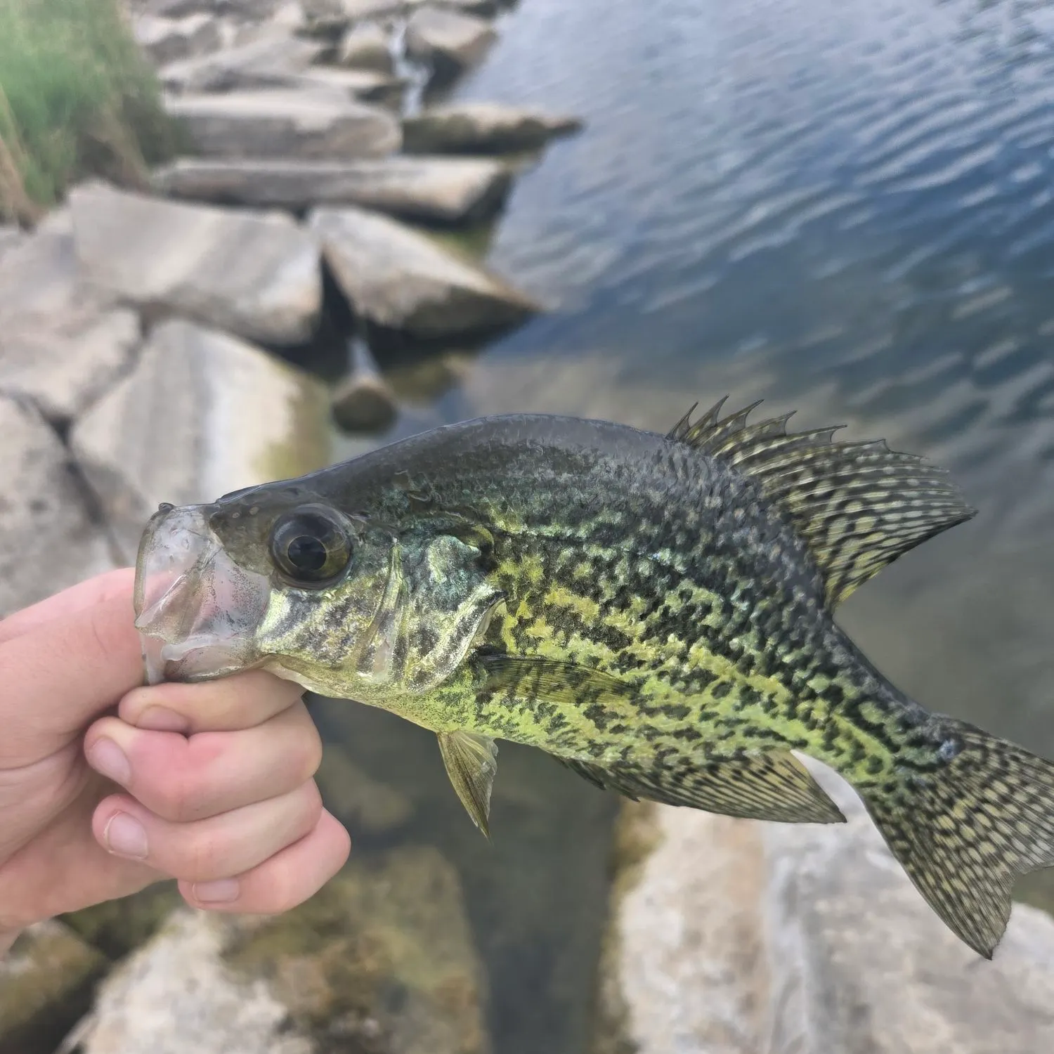 Black crappie caught on Fishbrain