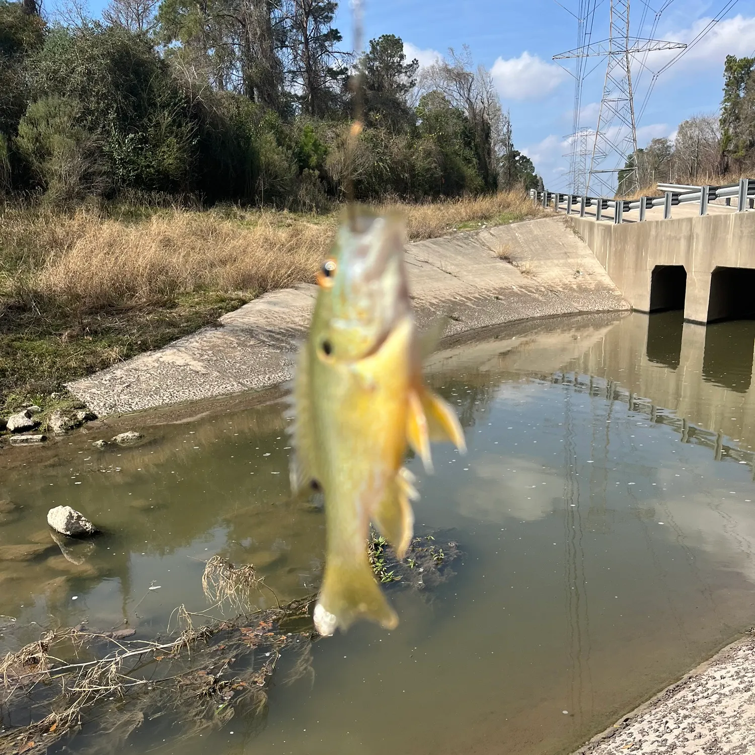 The most recent Moses perch catches on Fishbrain