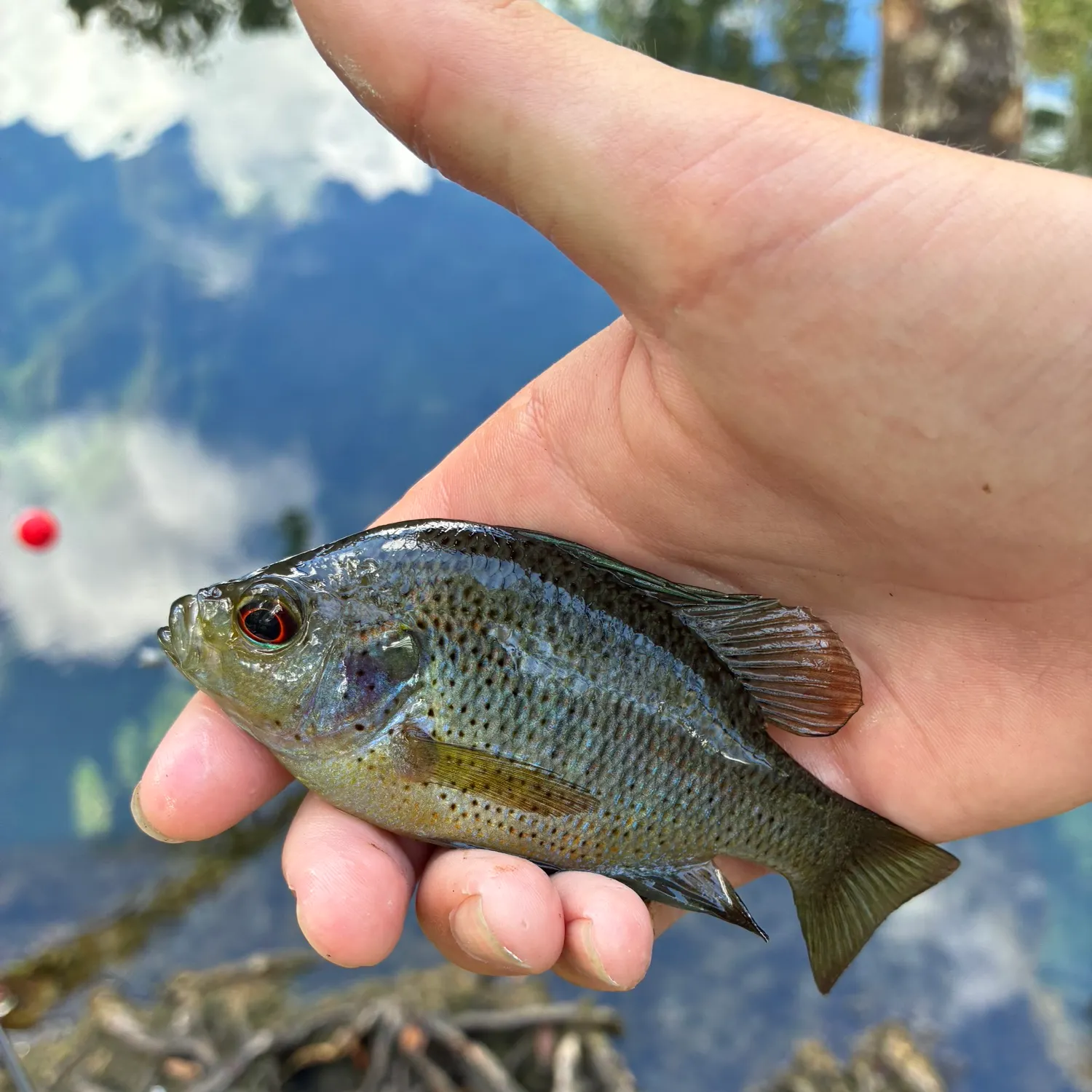 The most recent Spotted sunfish catches on Fishbrain