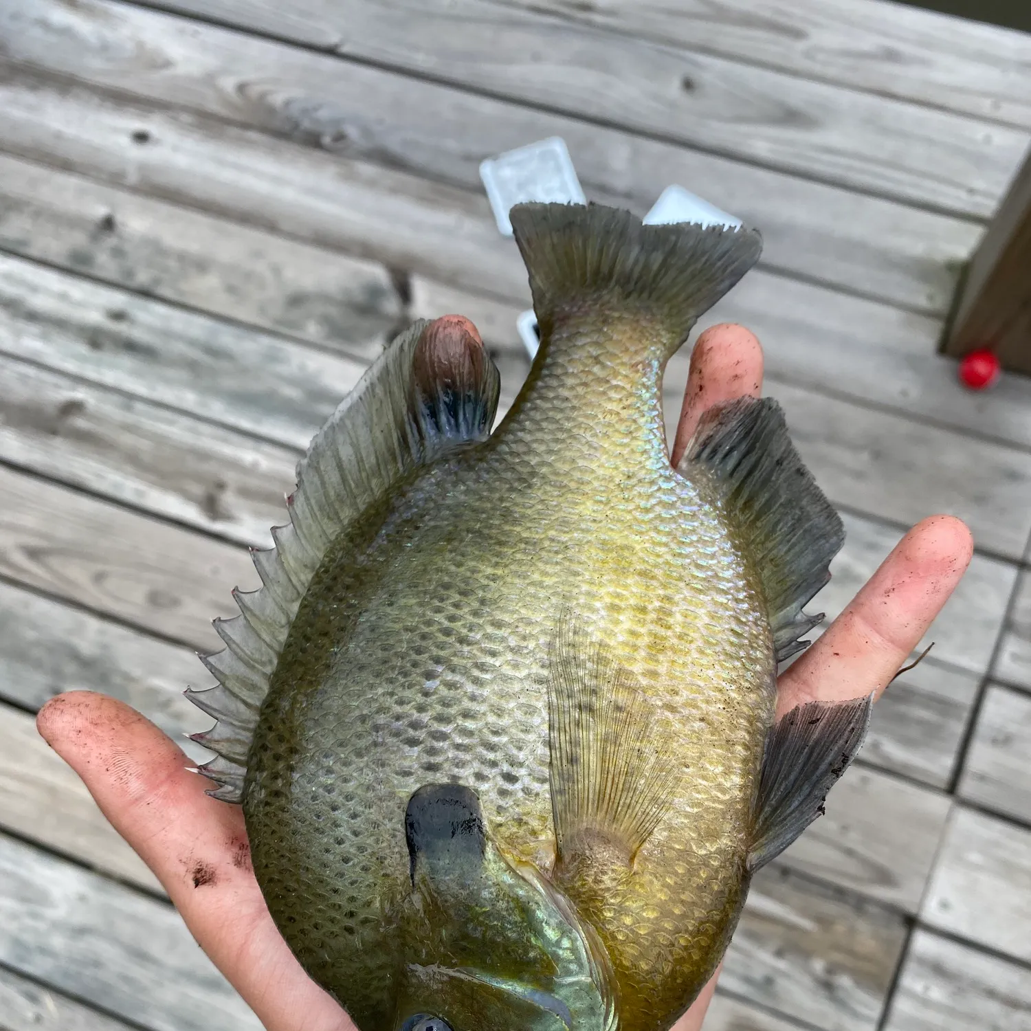 Fish caught on Fishbrain