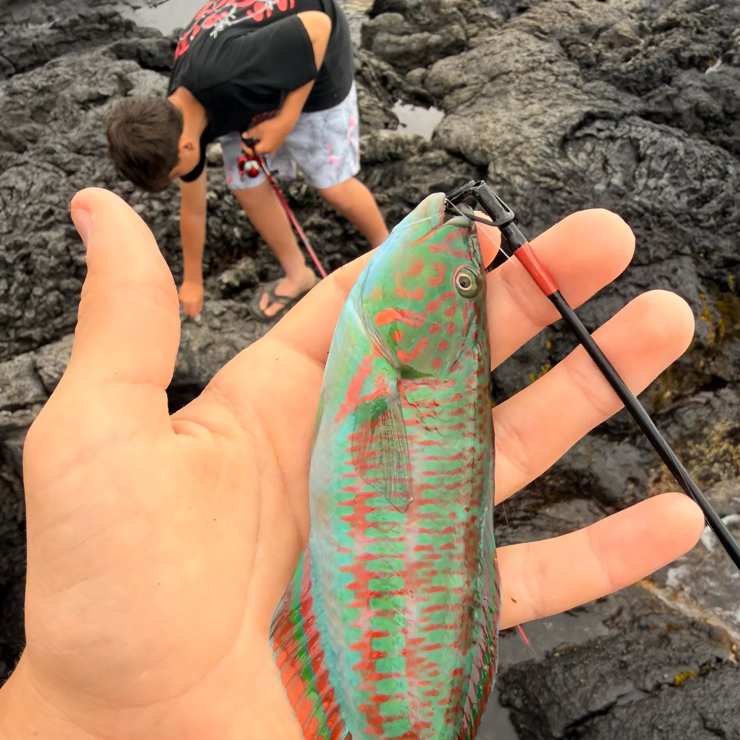The most recent Fivestripe wrasse catches on Fishbrain