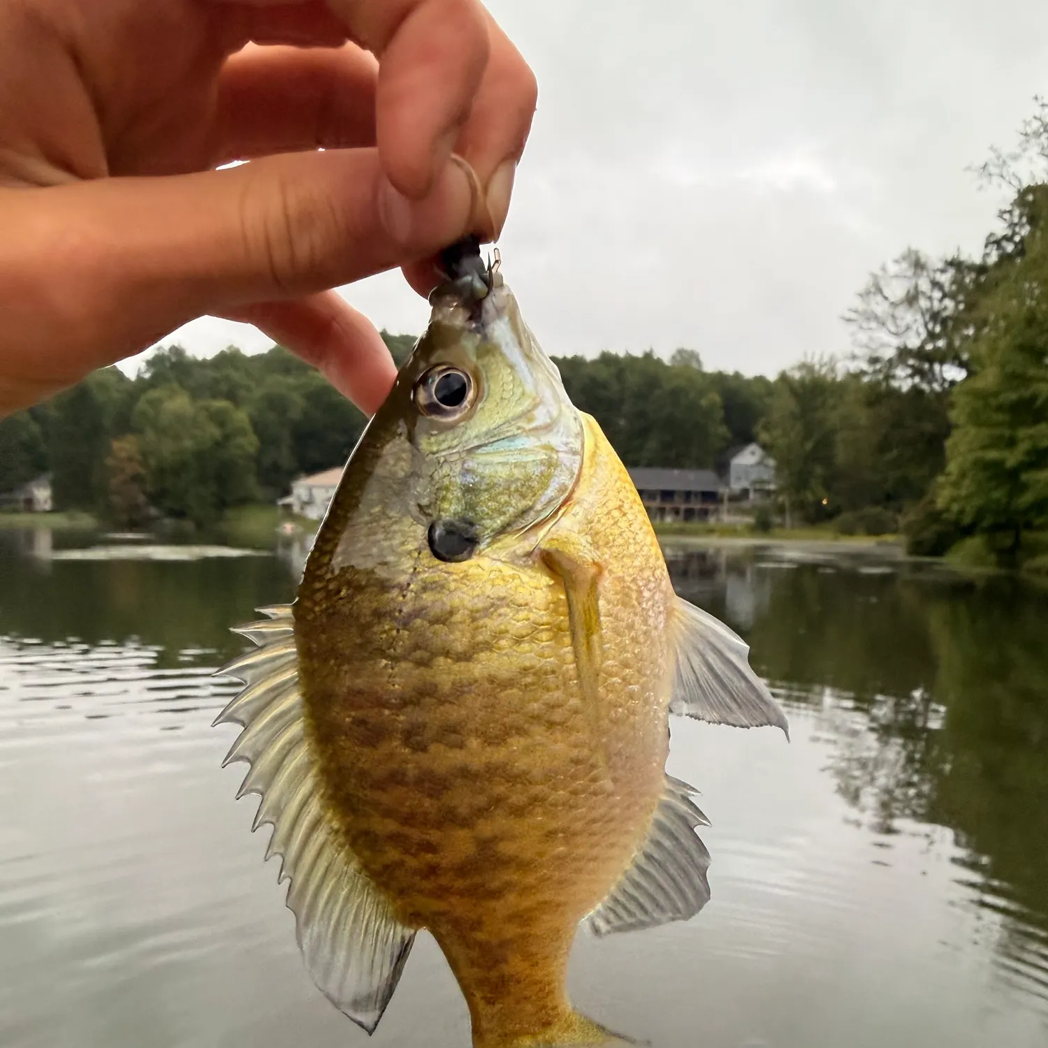 Bluegill caught on Fishbrain