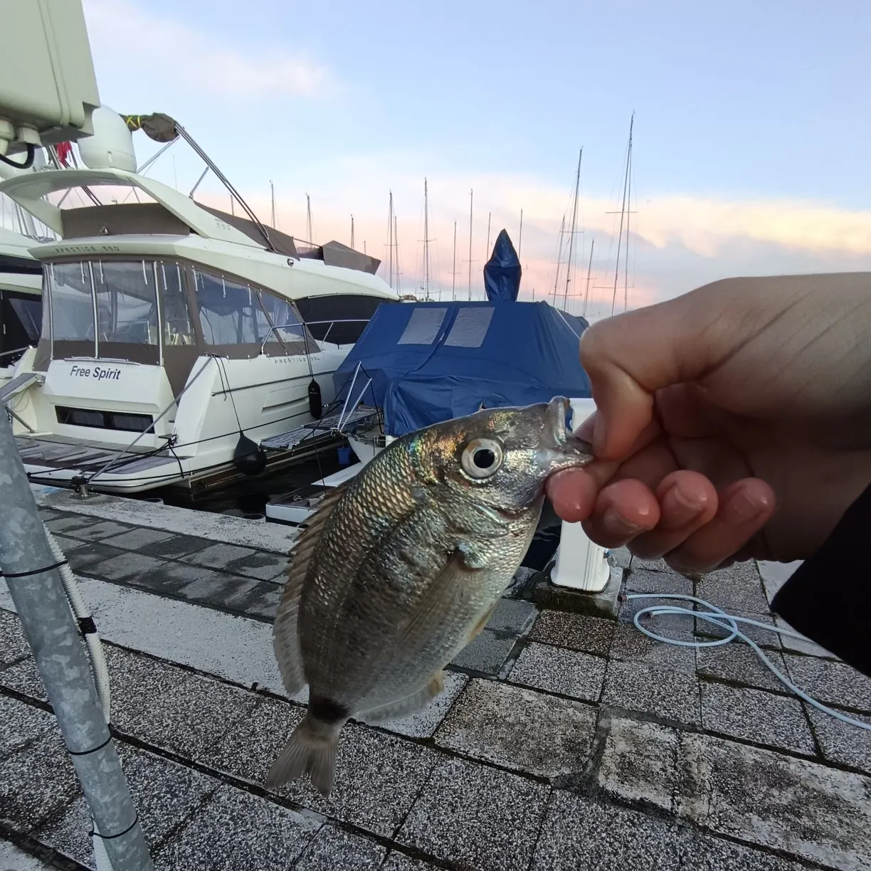 The most recent Annular seabream catches on Fishbrain