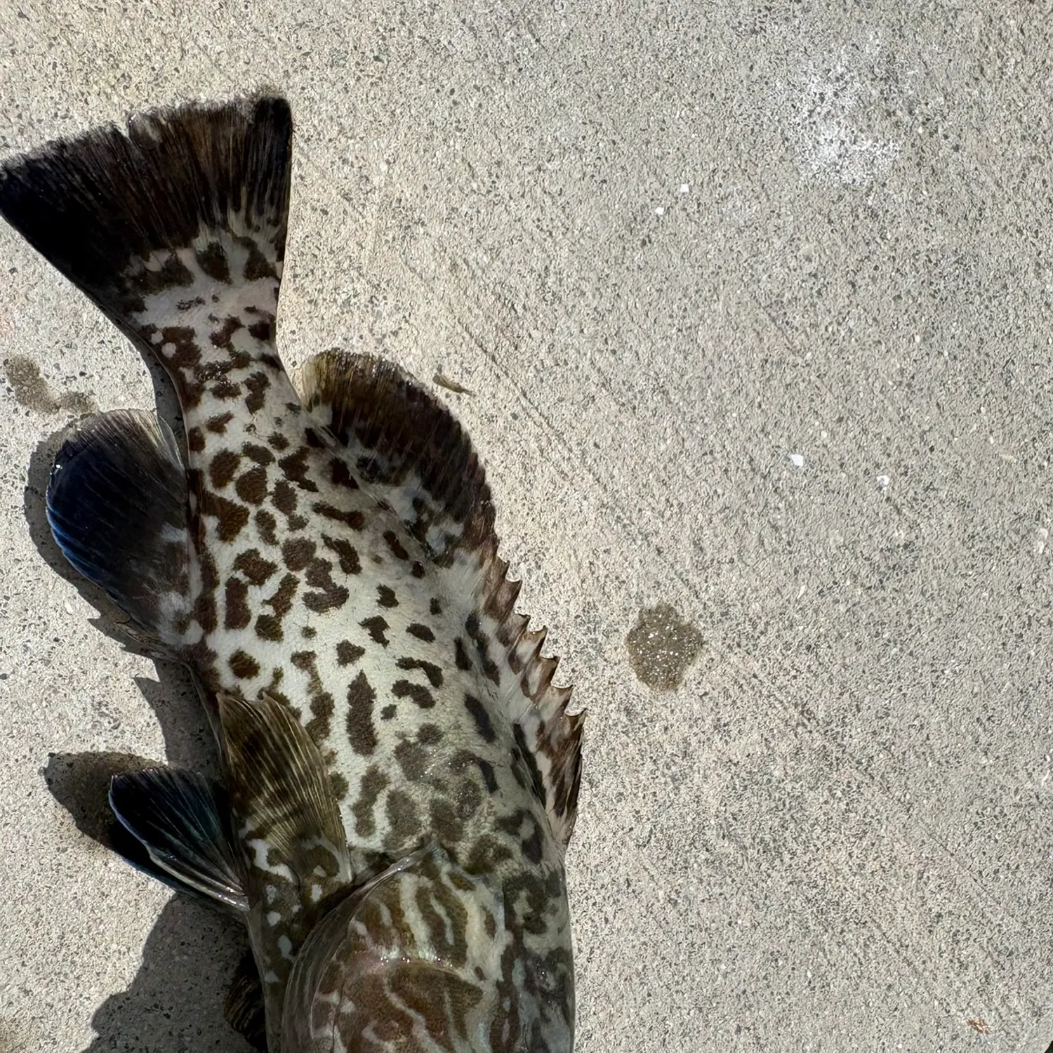 The most recent Black grouper catches on Fishbrain