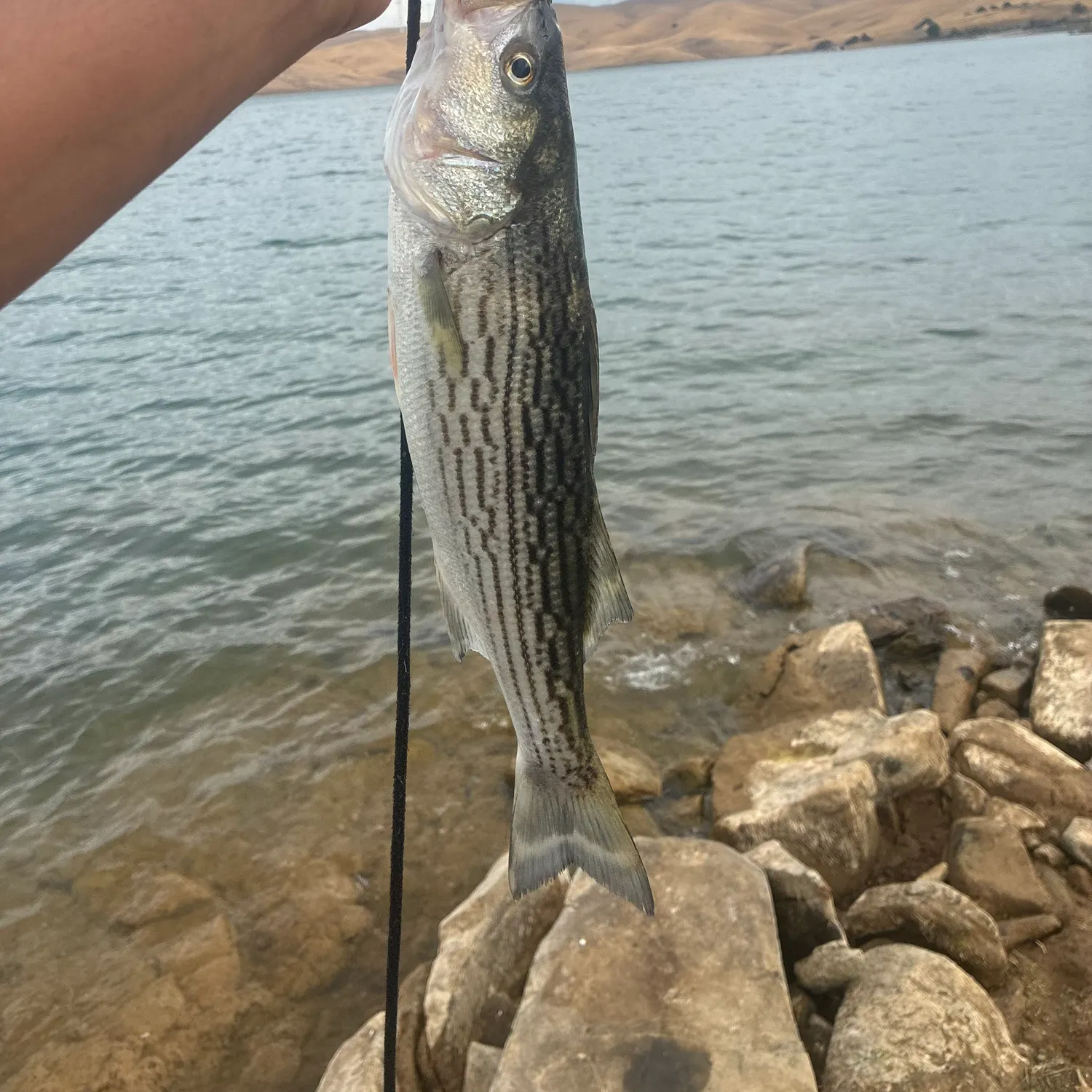 Striped bass caught on Fishbrain