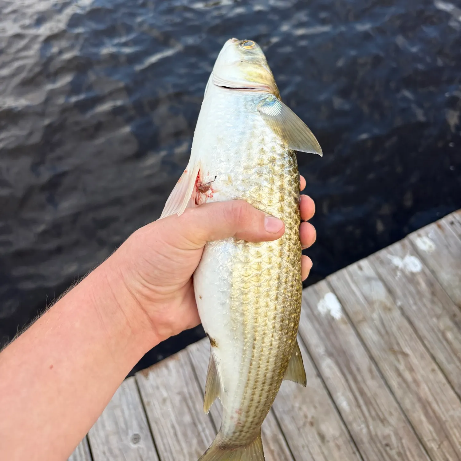 The most recent Striped mullet catches on Fishbrain