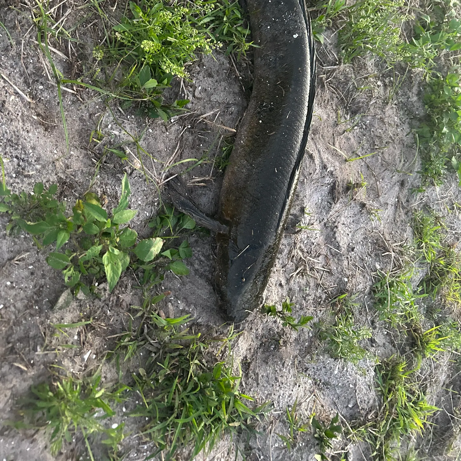 The most recent Bullseye snakehead catches on Fishbrain