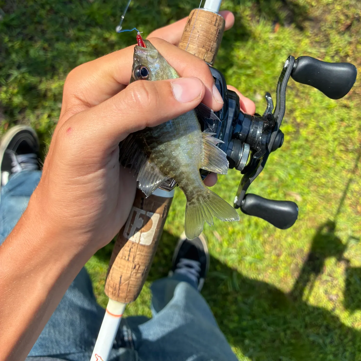 The most recent Wargill hybrid catches on Fishbrain