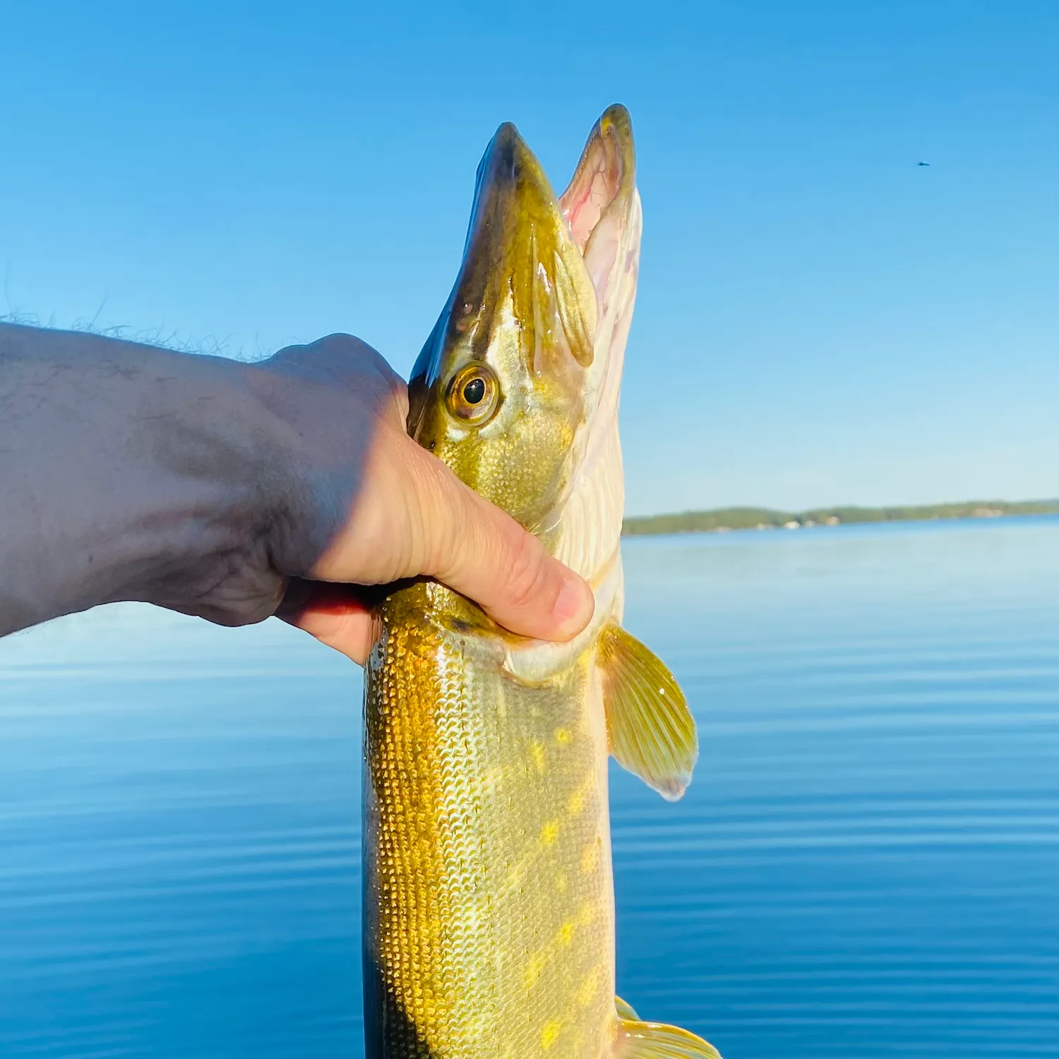 Northern pike caught on Fishbrain
