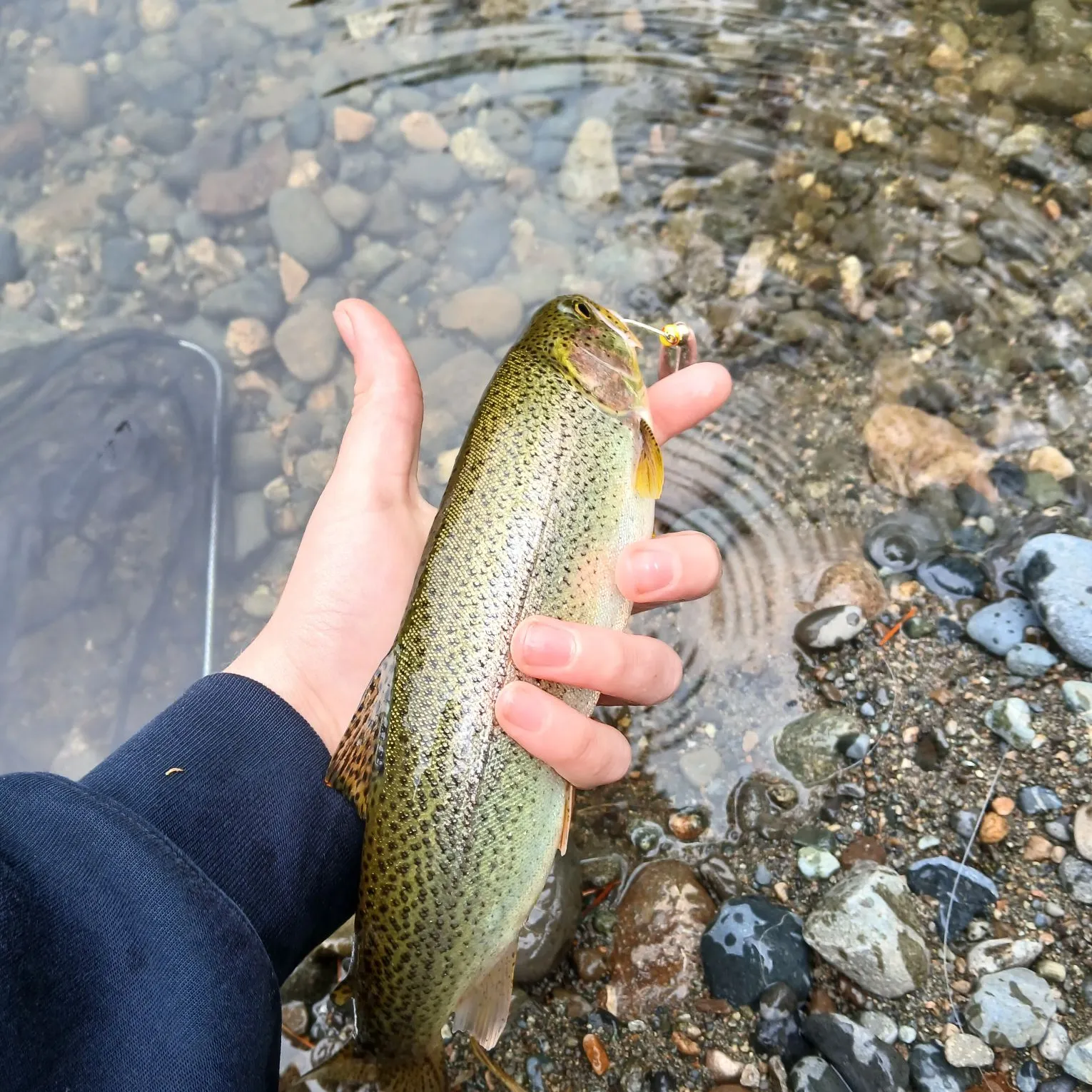 Coastal cutthroat trout caught on Fishbrain