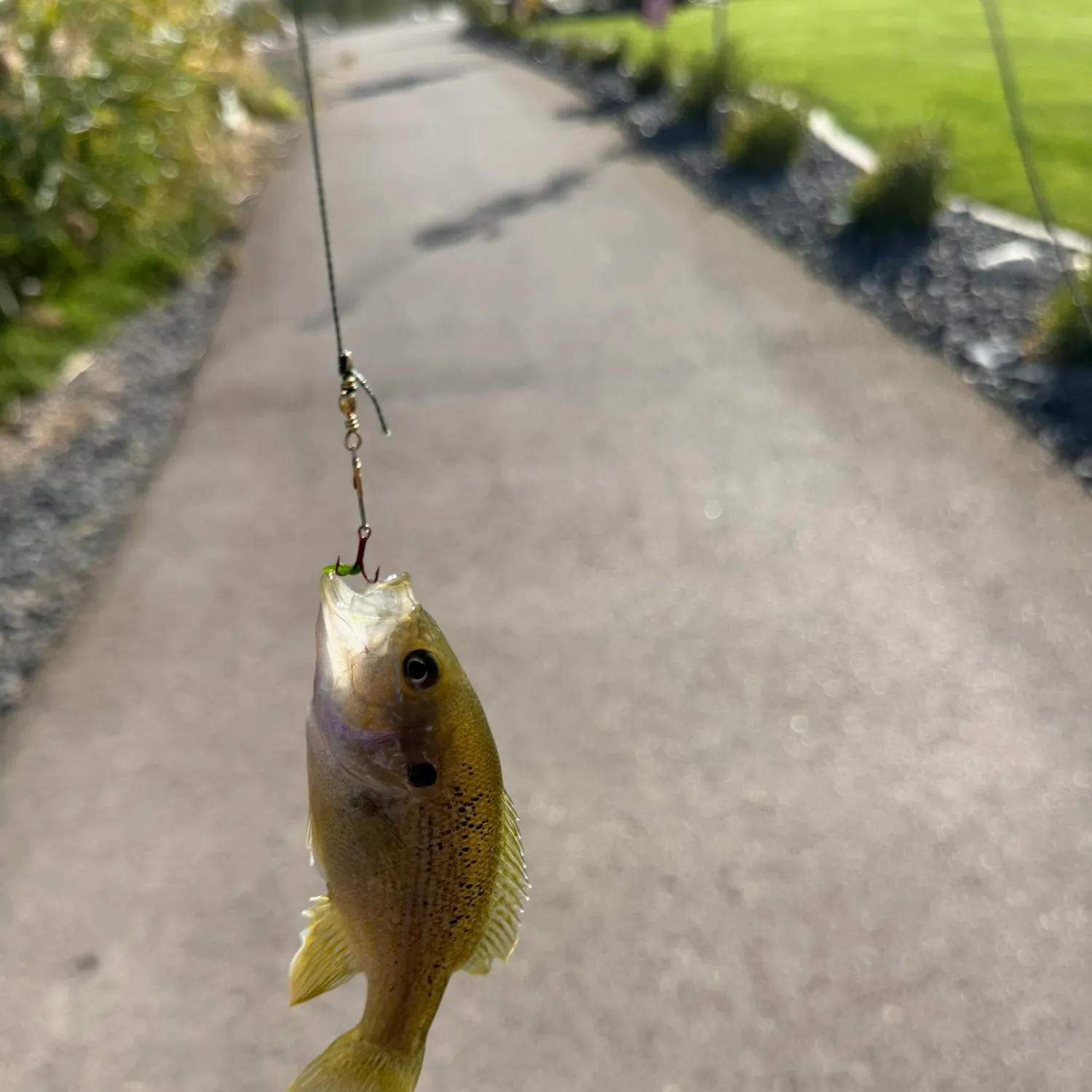 Fish caught on Fishbrain