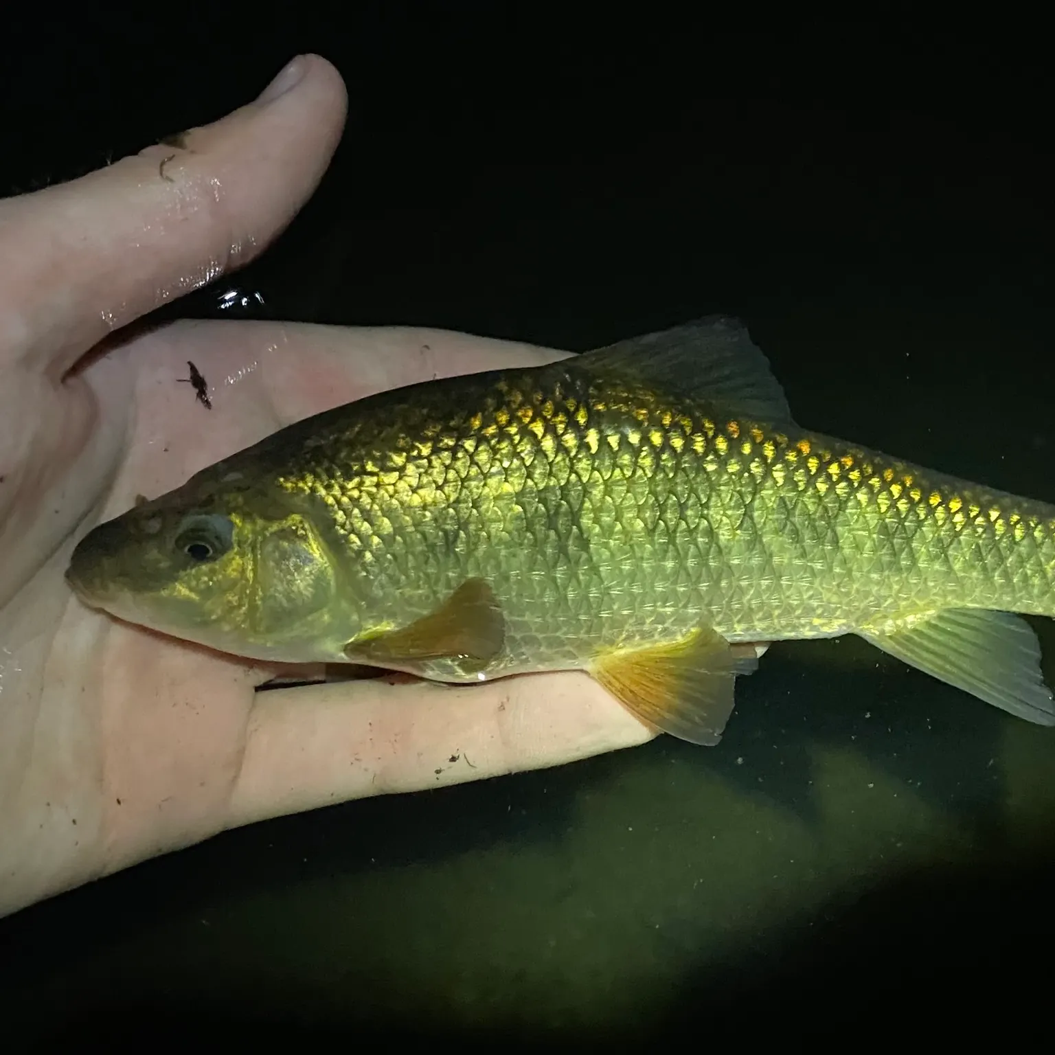 The most recent Lake chubsucker catches on Fishbrain