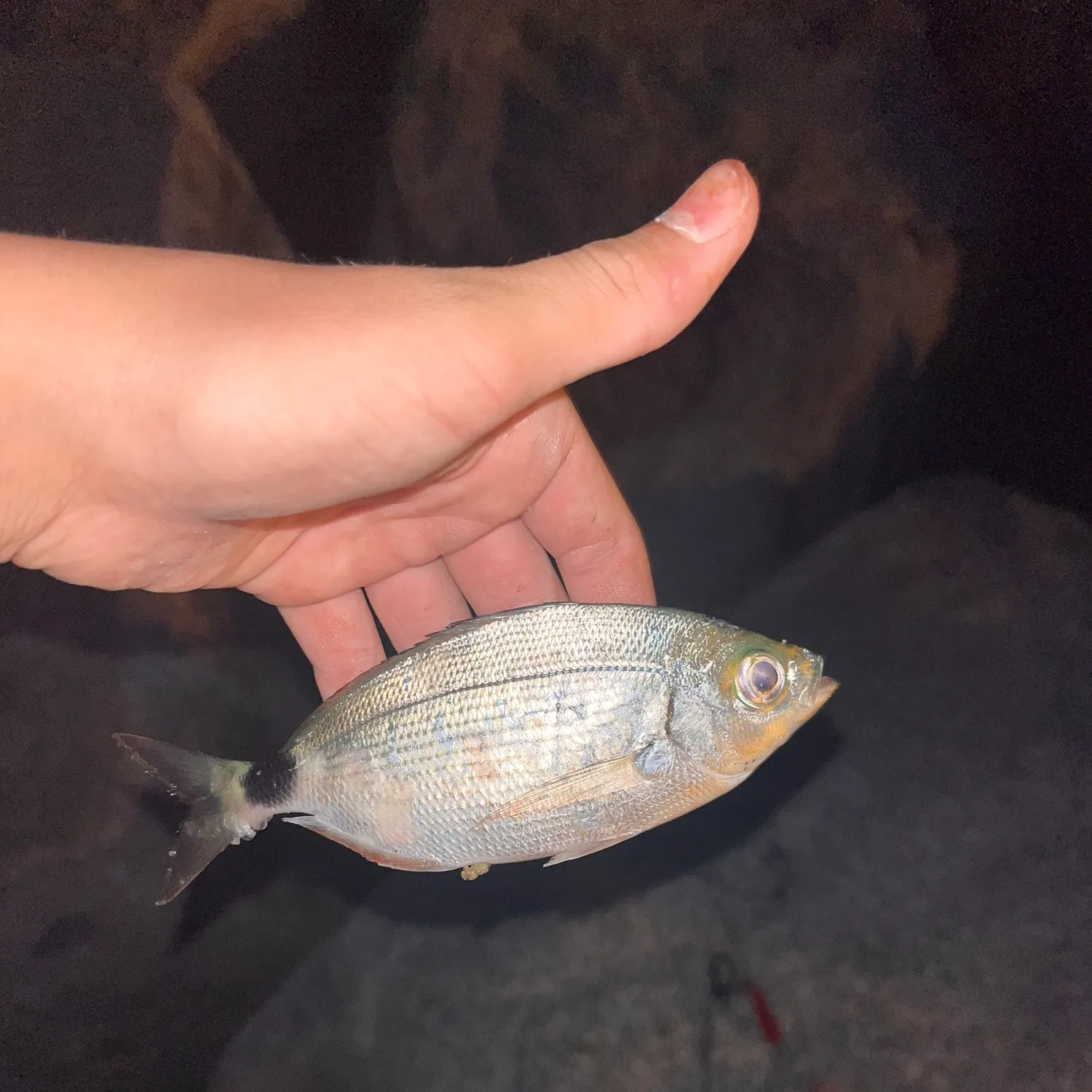 Saddled seabream caught on Fishbrain