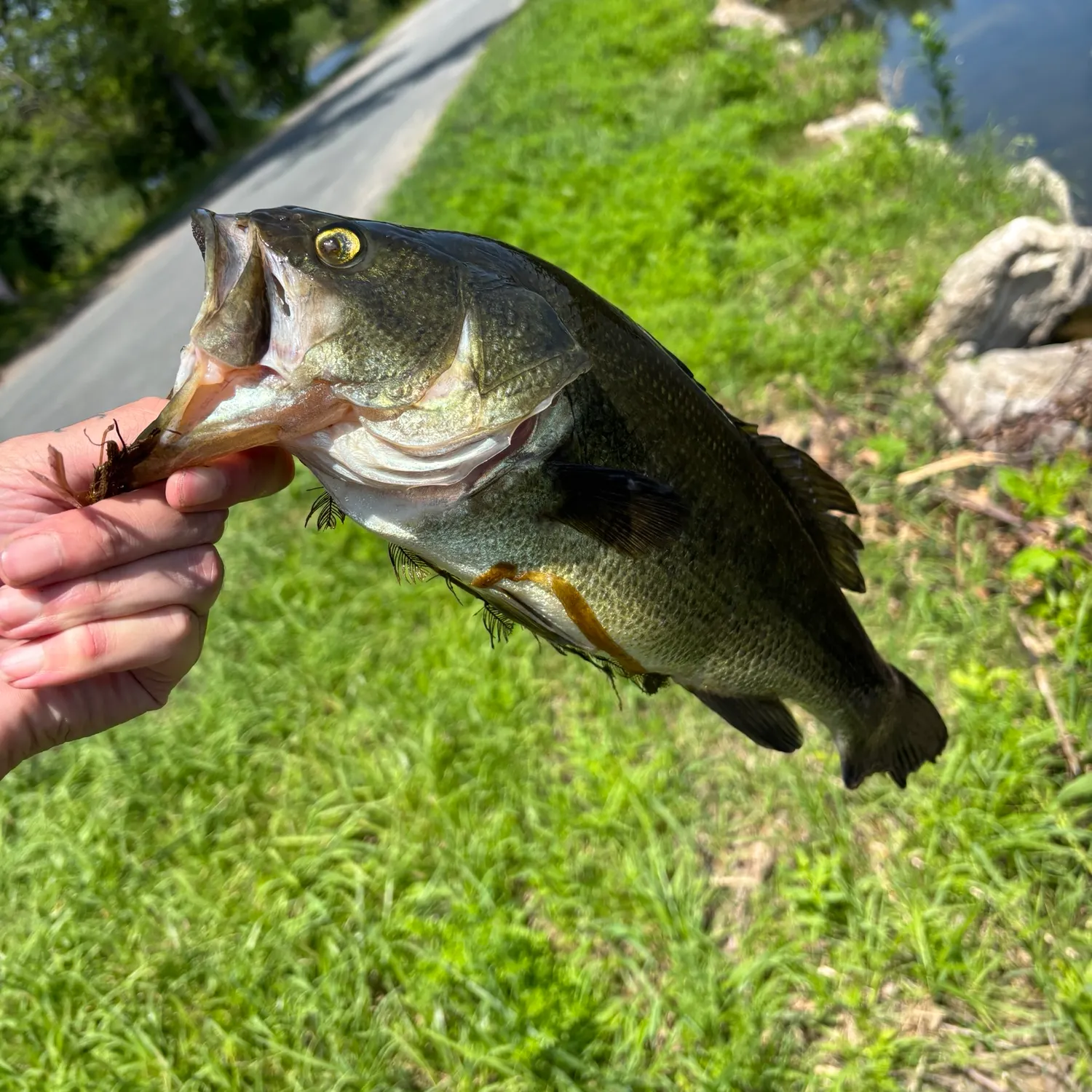 catch