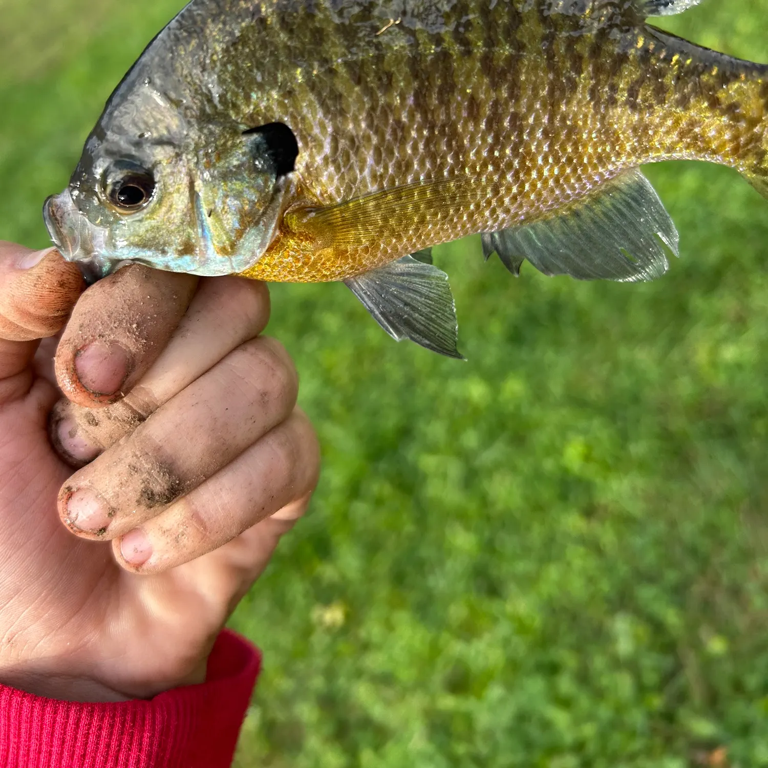 Fish caught on Fishbrain