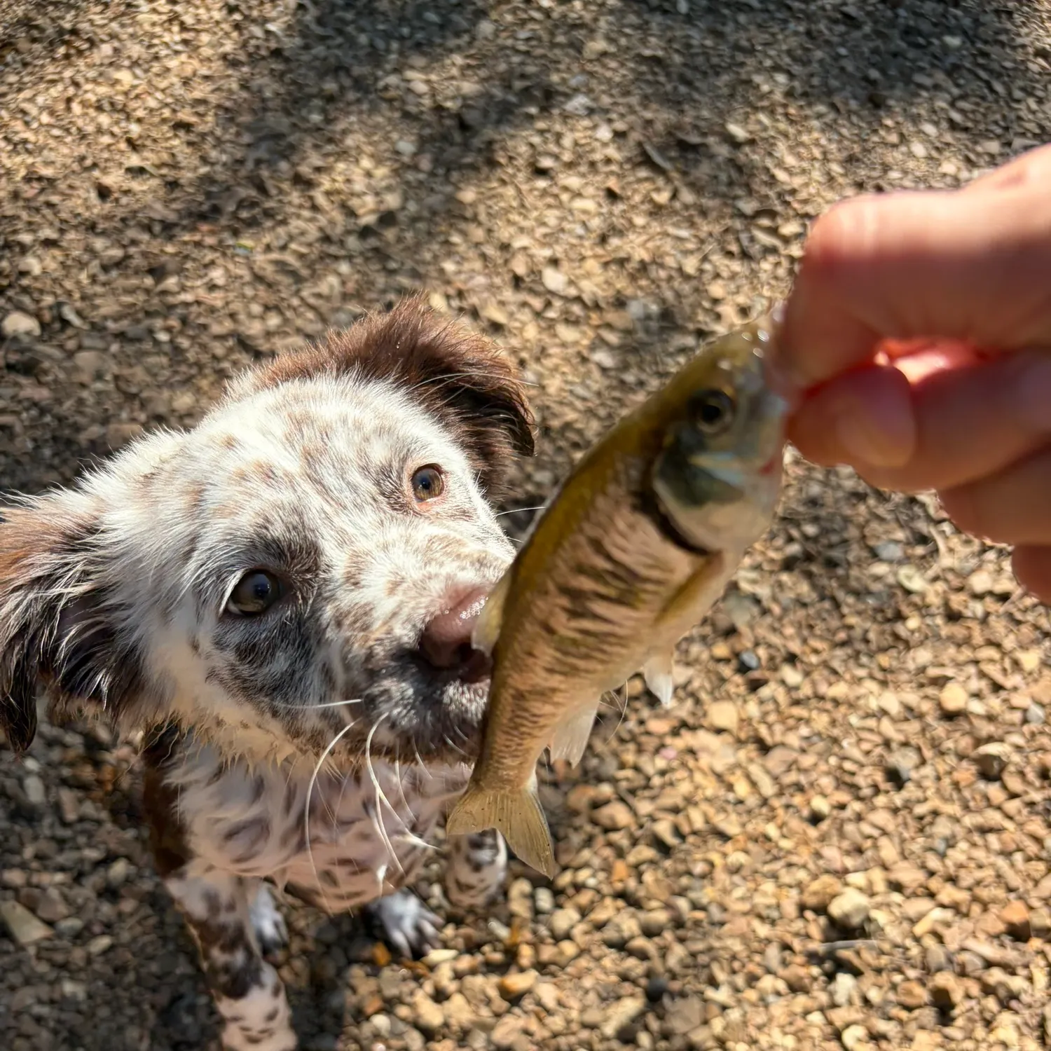 The most recent Striped shiner catches on Fishbrain