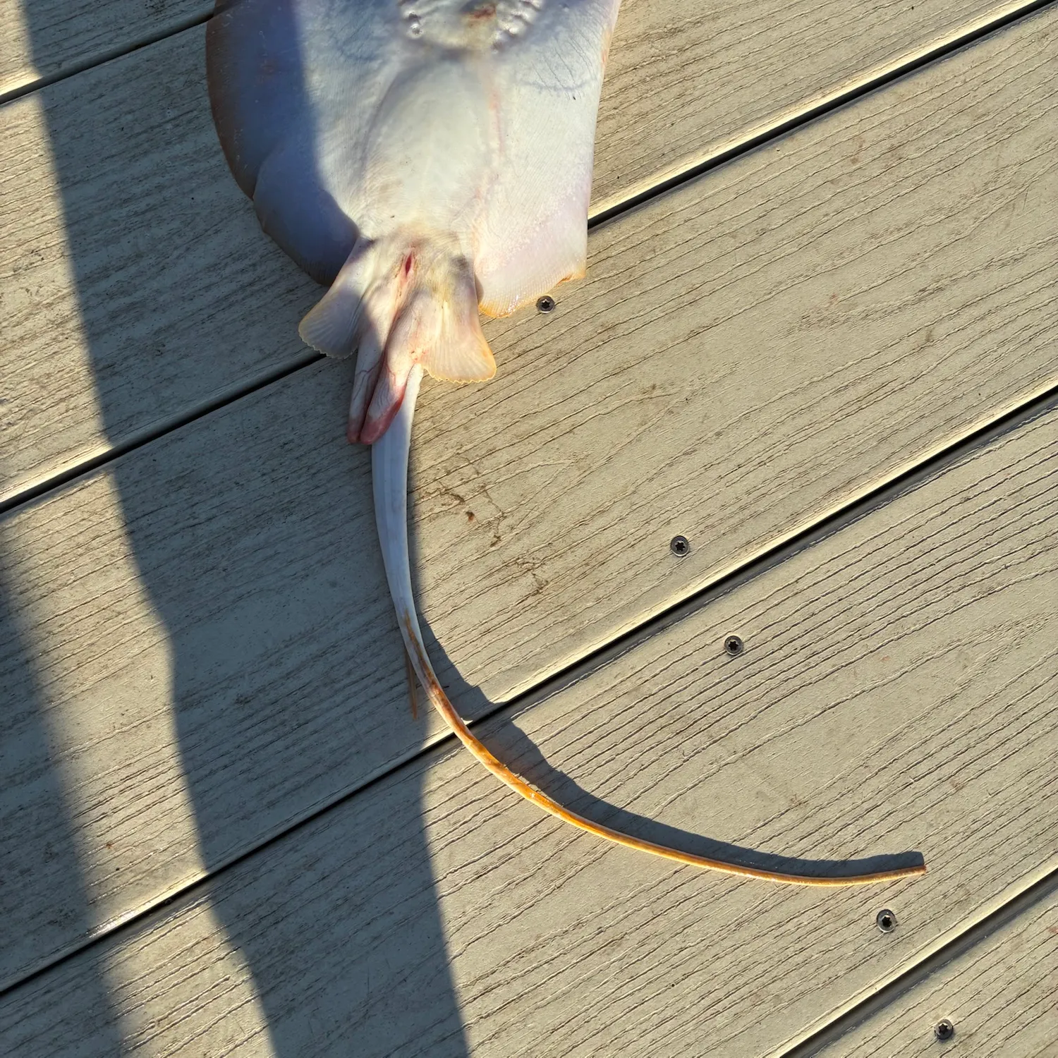 Atlantic stingray caught on Fishbrain