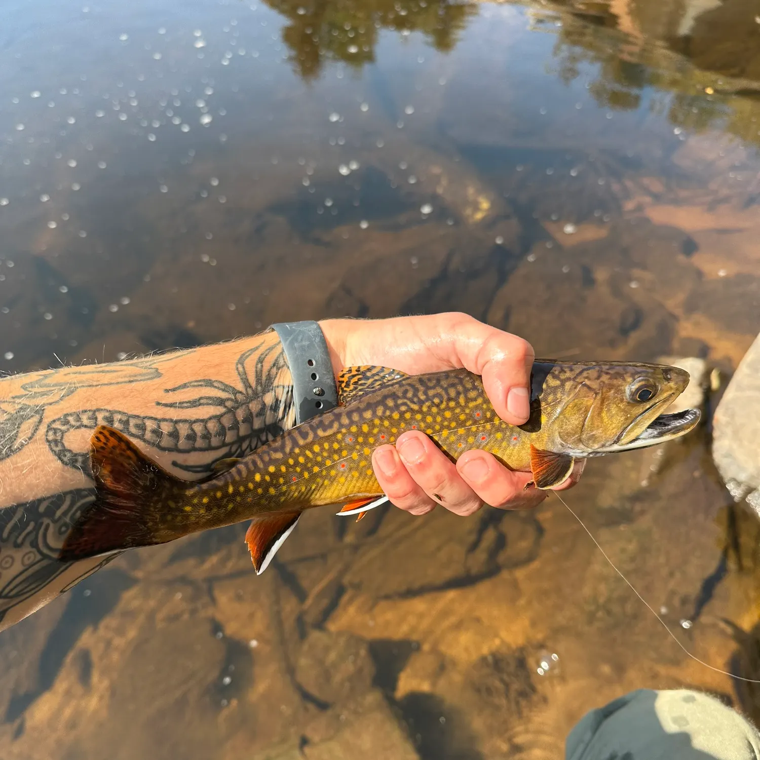 recently logged catches