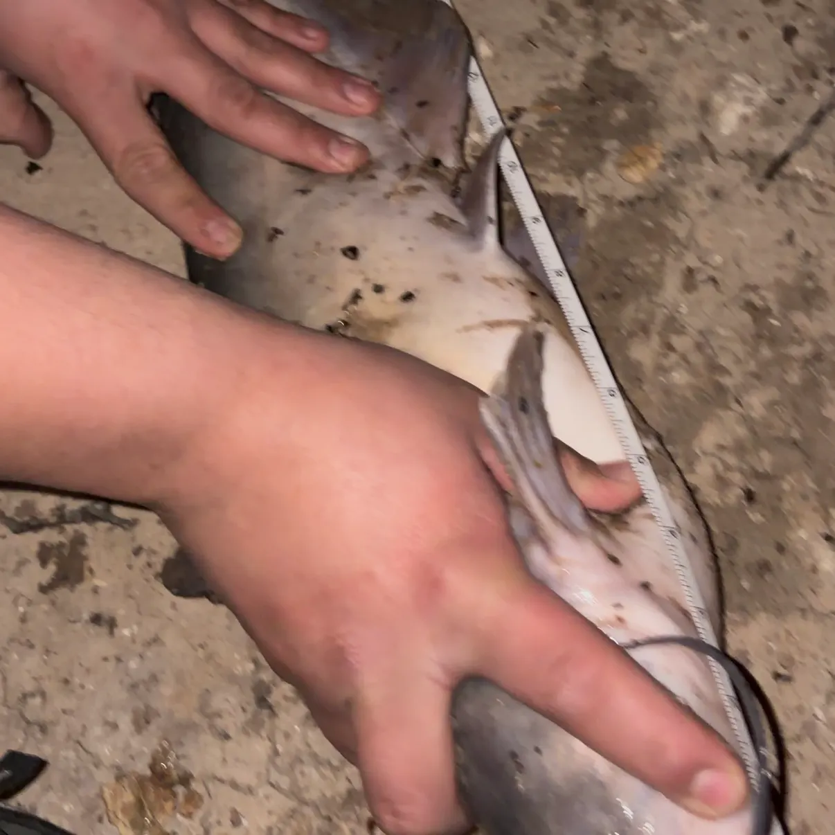 The most recent Channel catfish catches on Fishbrain