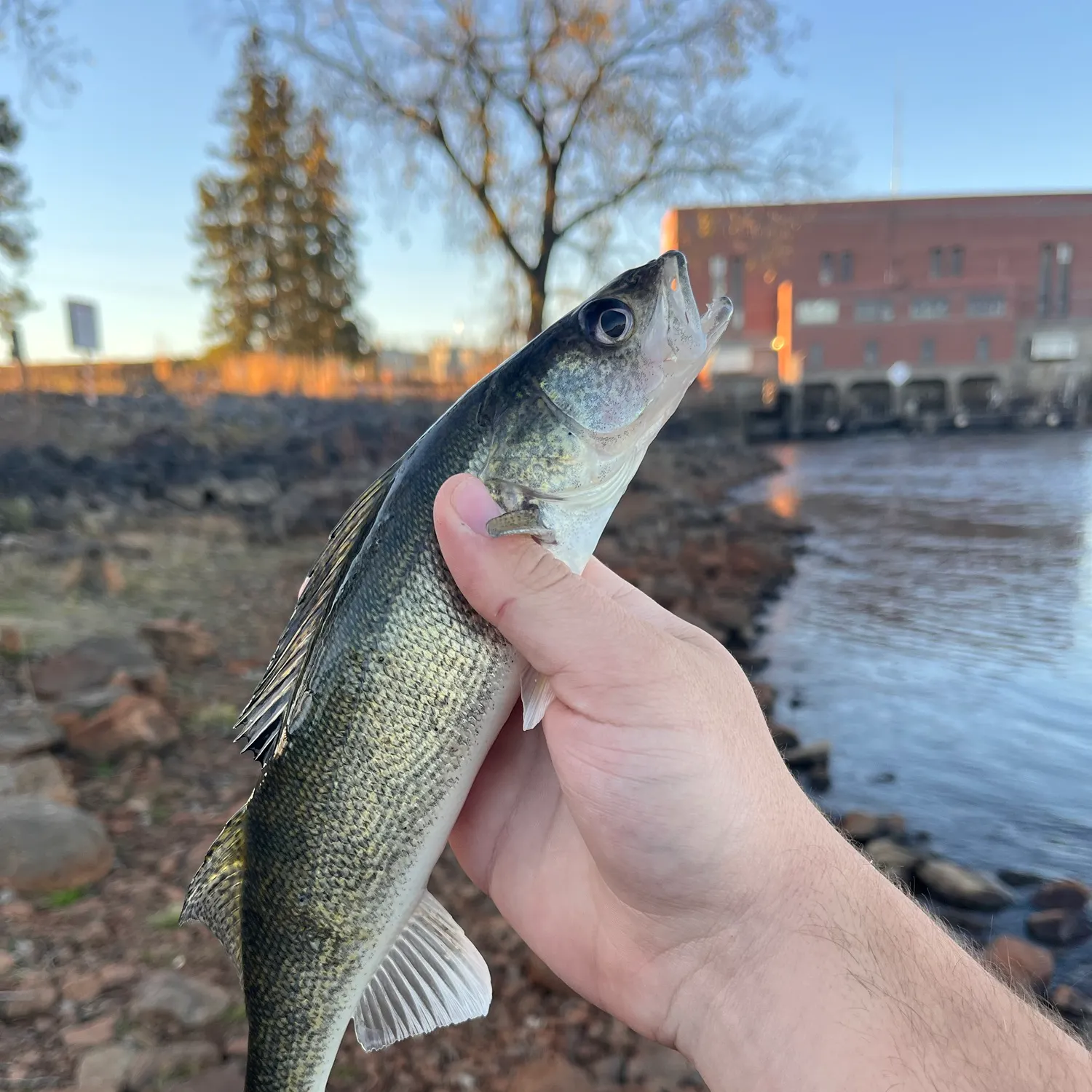 Walleye caught on Fishbrain