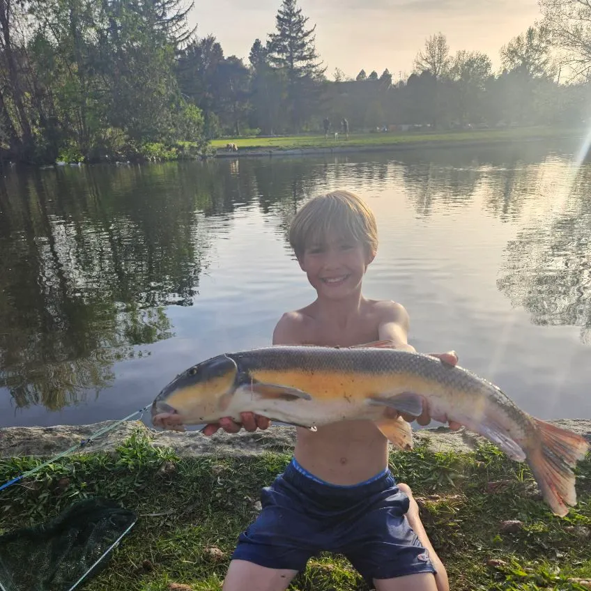 The most recent Largescale sucker catches on Fishbrain