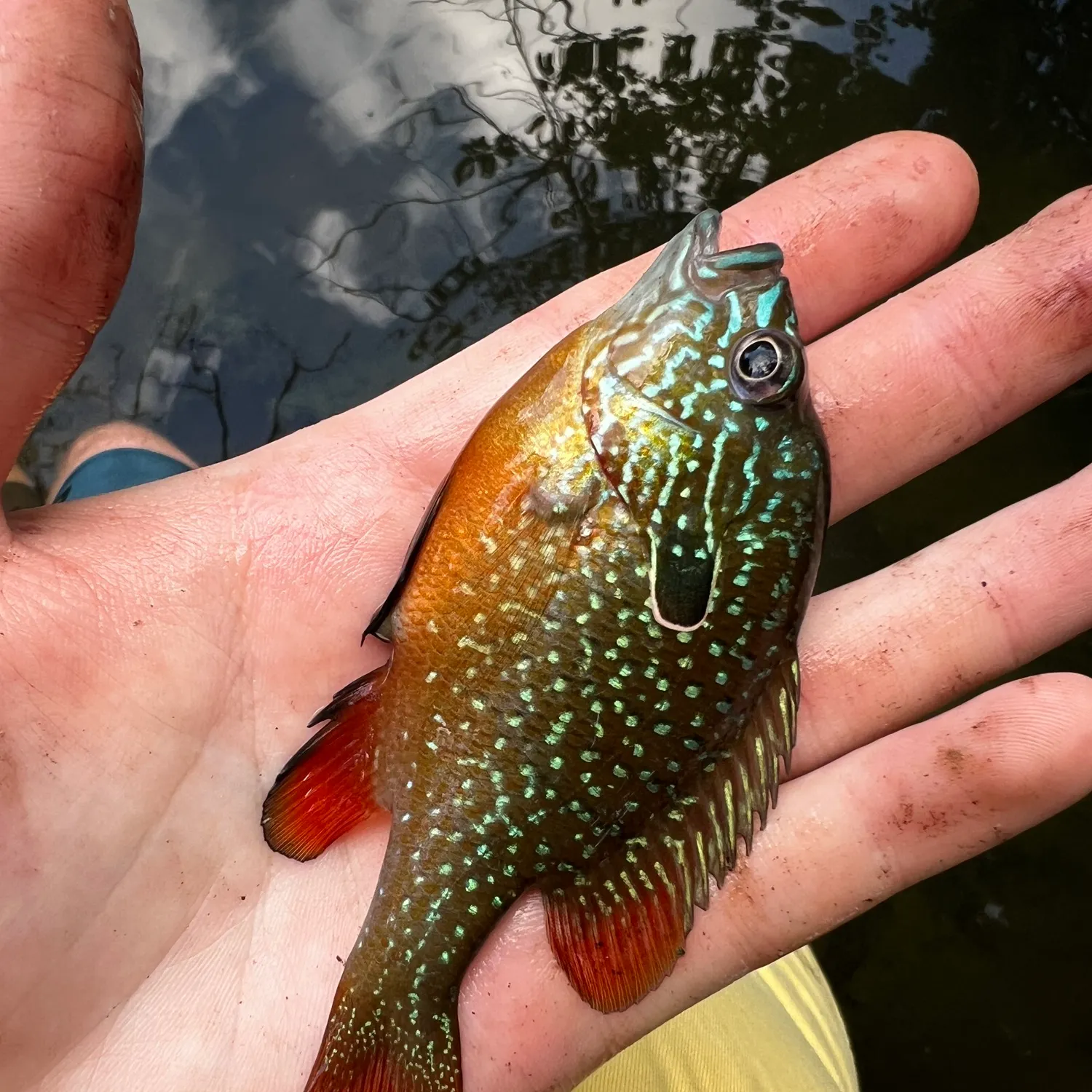 Swampland longear sunfish caught on Fishbrain