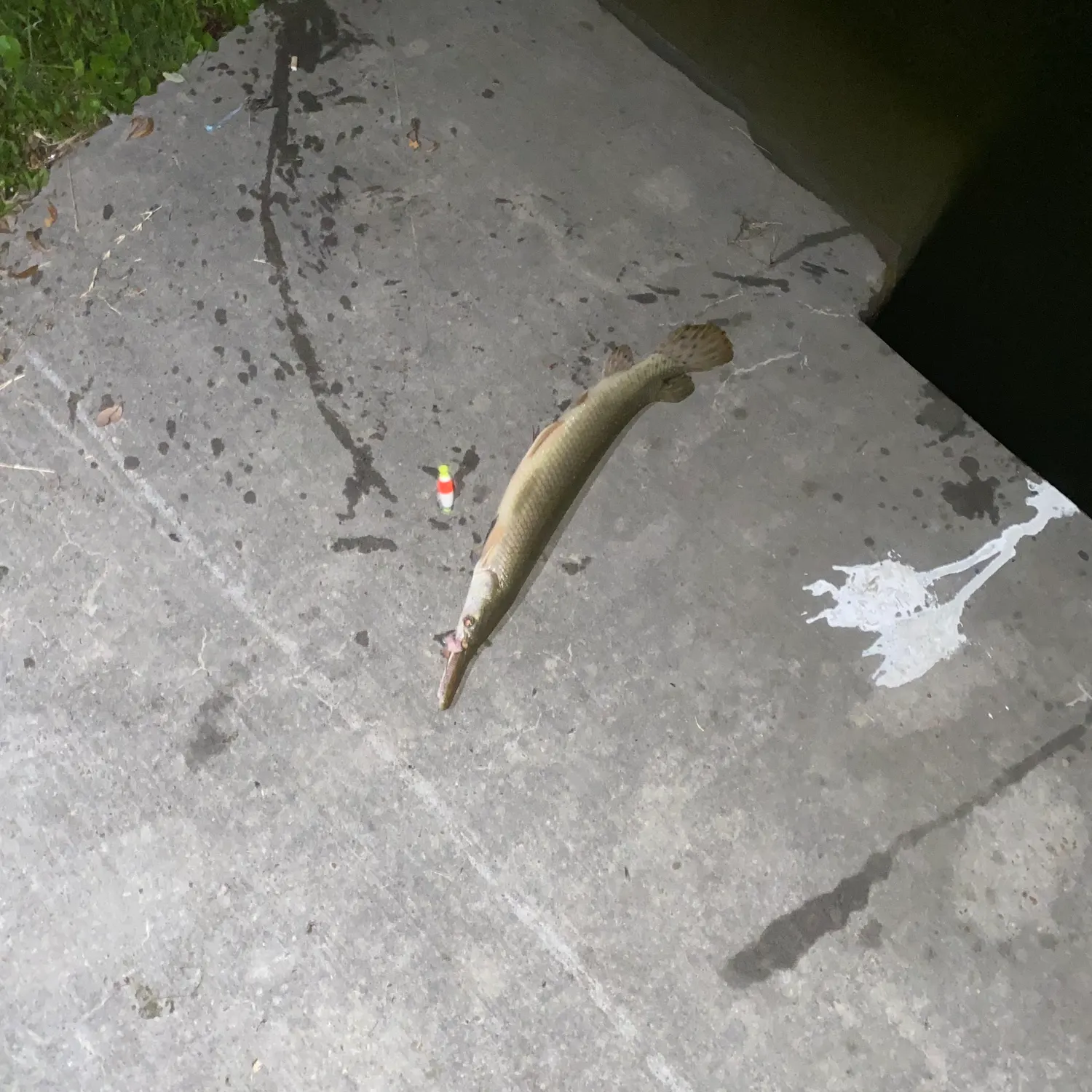 The most recent Alligator gar catches on Fishbrain