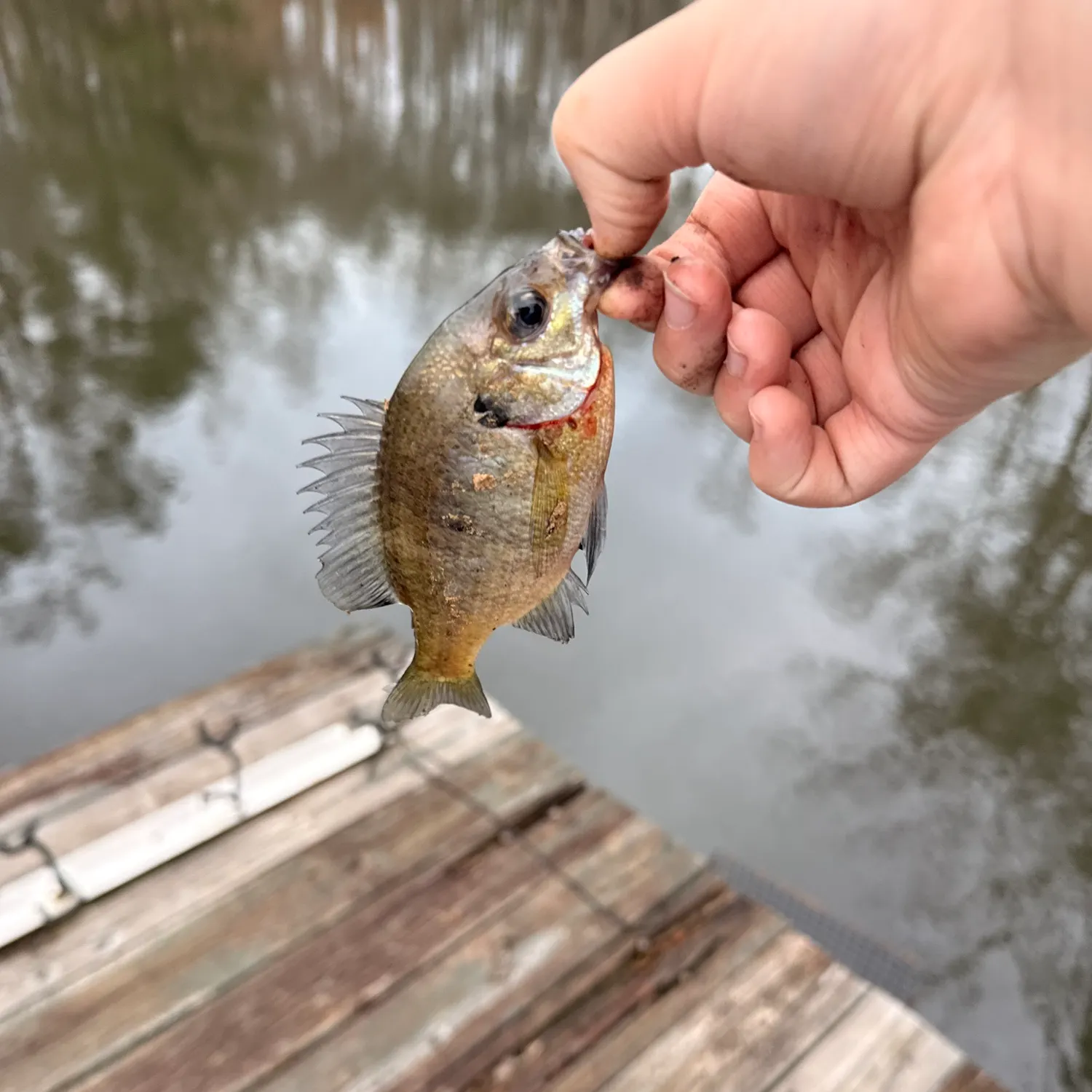 The most recent Bluegill catches on Fishbrain