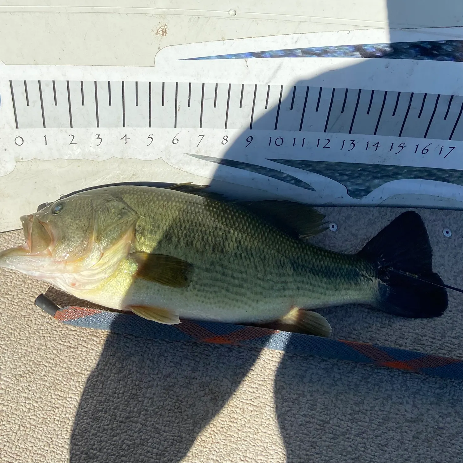 Largemouth bass caught on Fishbrain