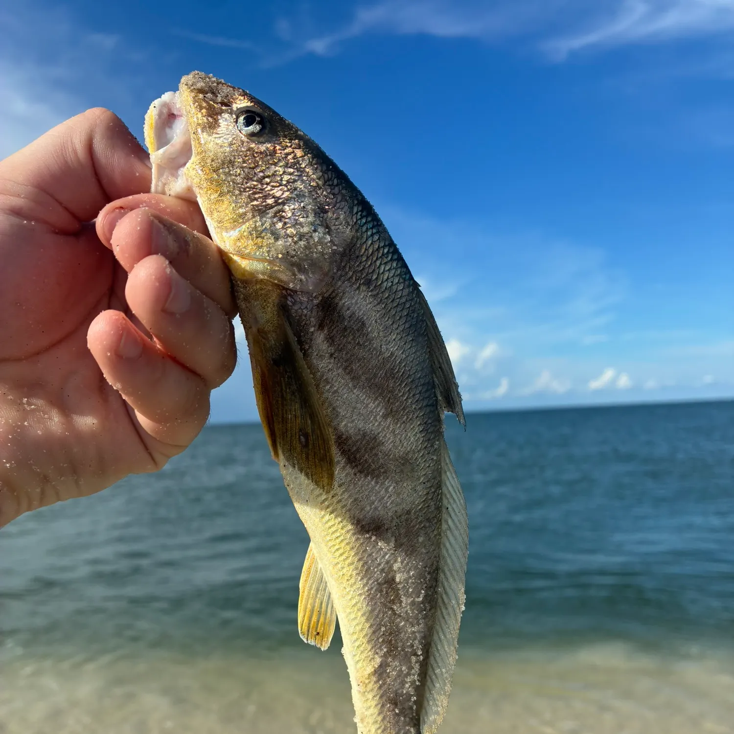 The most recent Southern stingray catches on Fishbrain