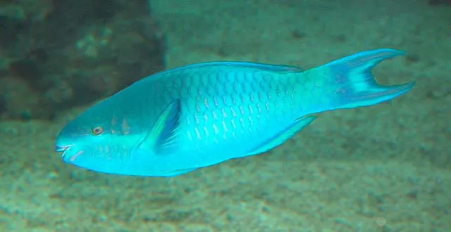 Dark capped parrotfish