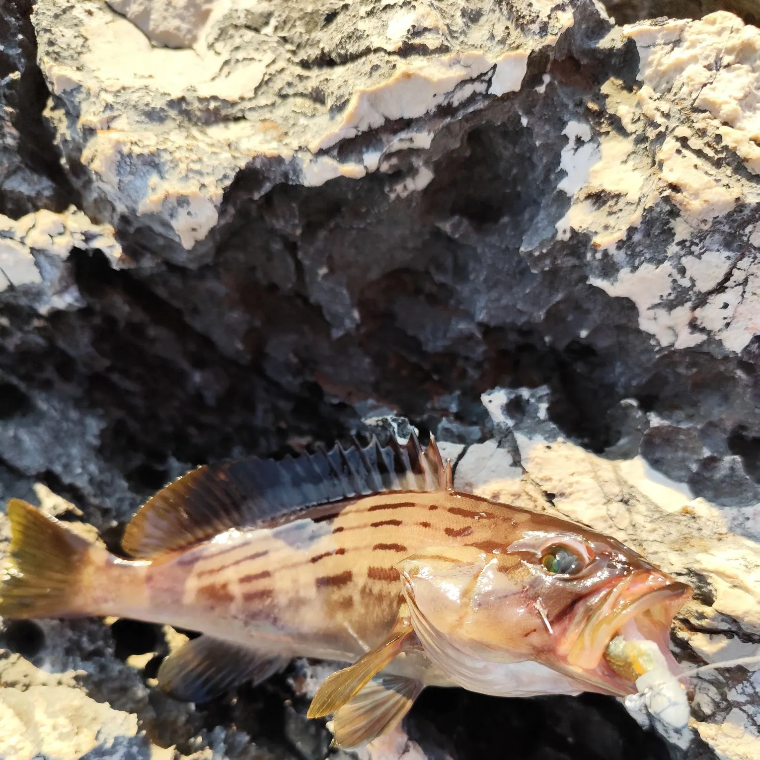 The most recent Goldblotched grouper catches on Fishbrain
