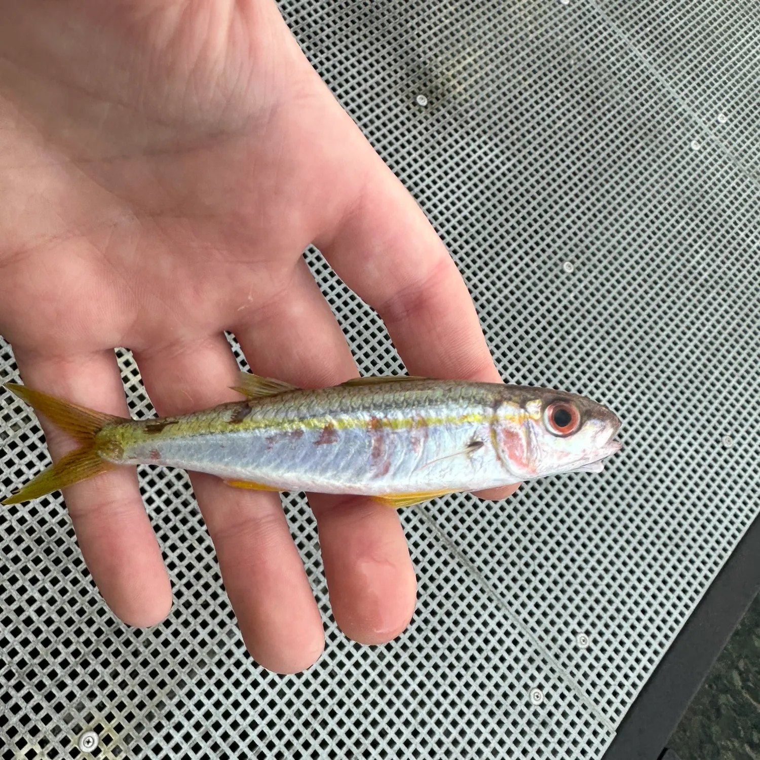 The most recent Yellowfin goatfish catches on Fishbrain