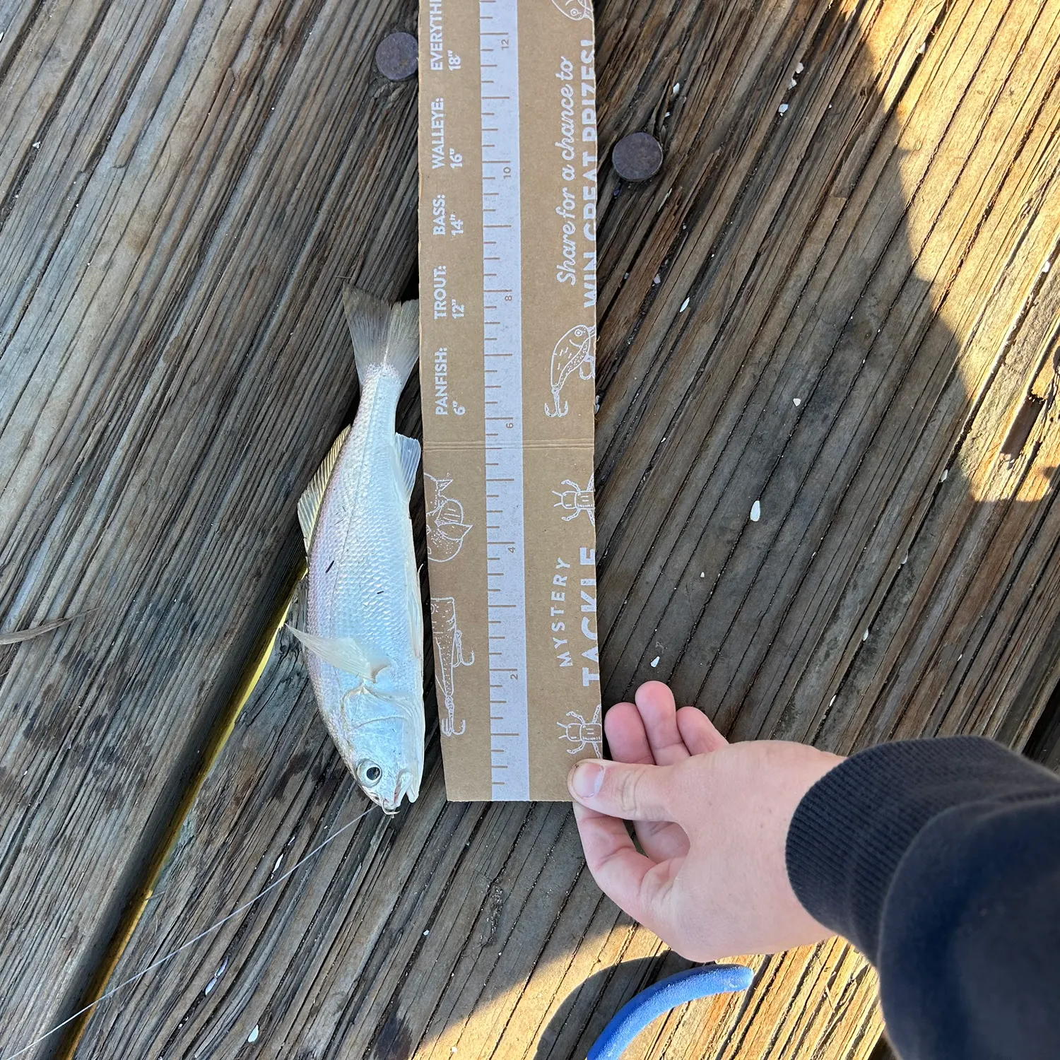 The most recent White croaker catches on Fishbrain