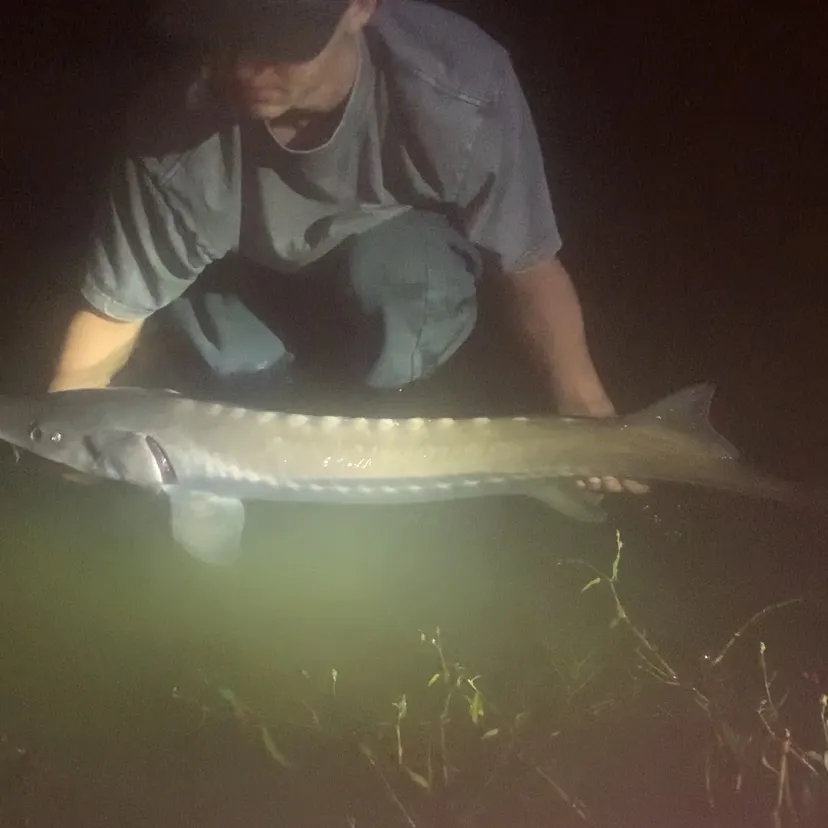 White sturgeon caught on Fishbrain