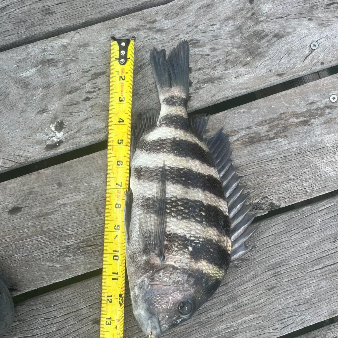 The most recent Sheepshead catches on Fishbrain