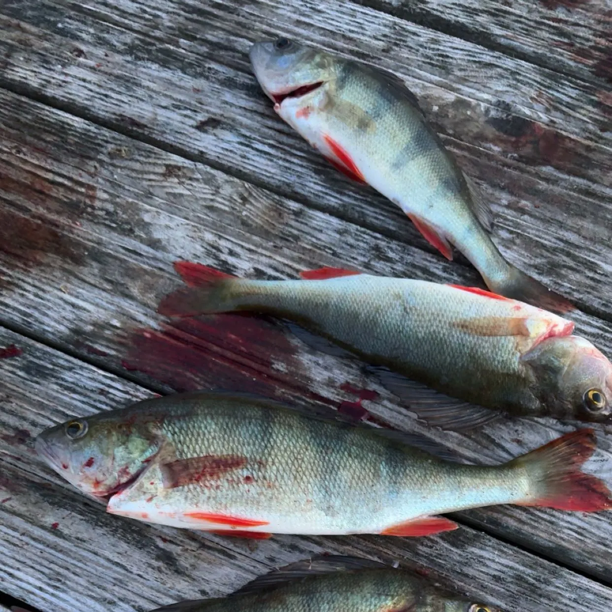 European perch caught on Fishbrain