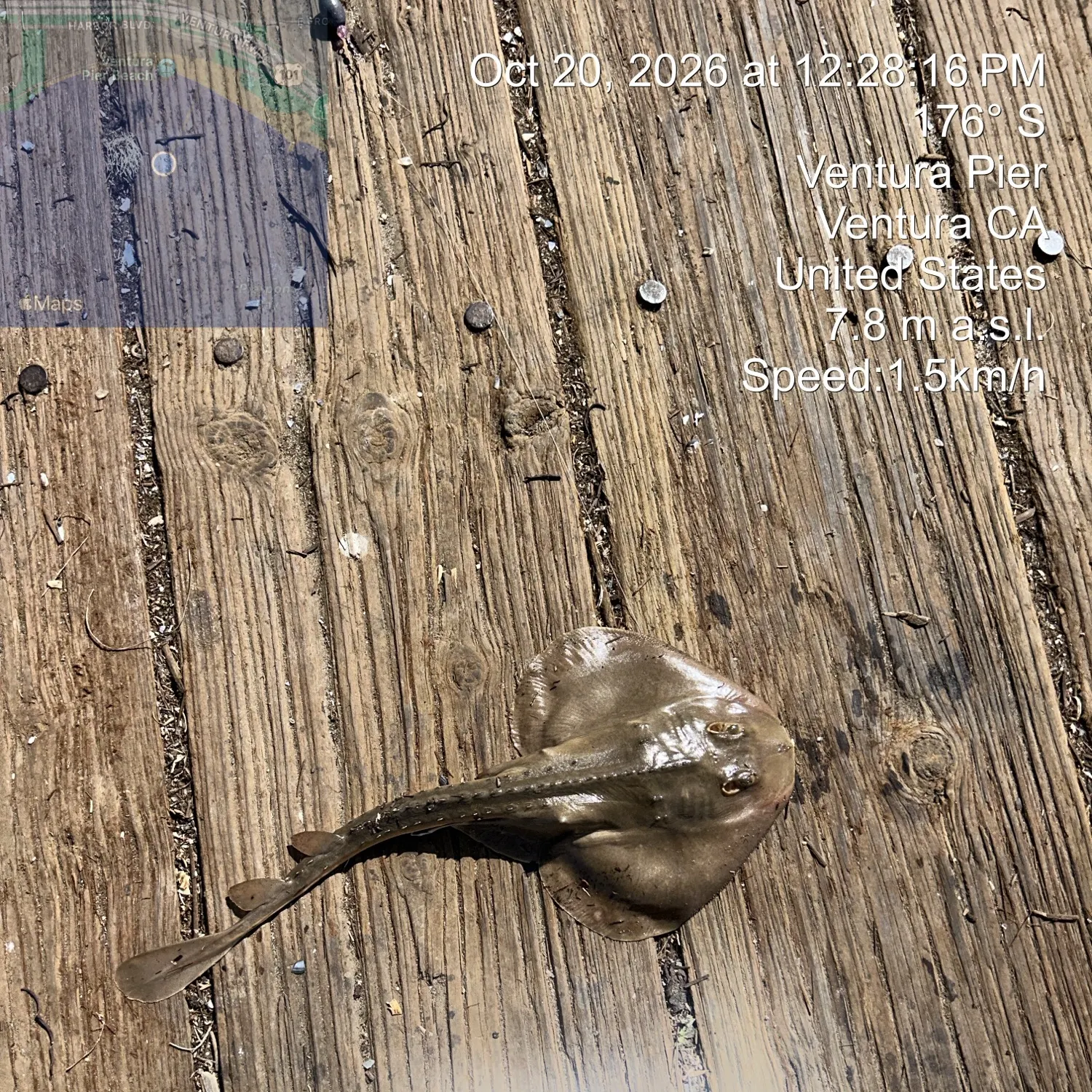 Thornback guitarfish caught on Fishbrain