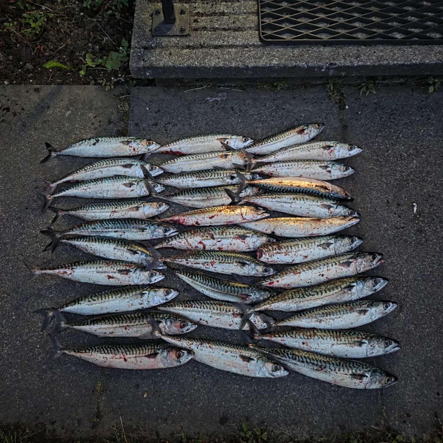 Atlantic mackerel caught on Fishbrain