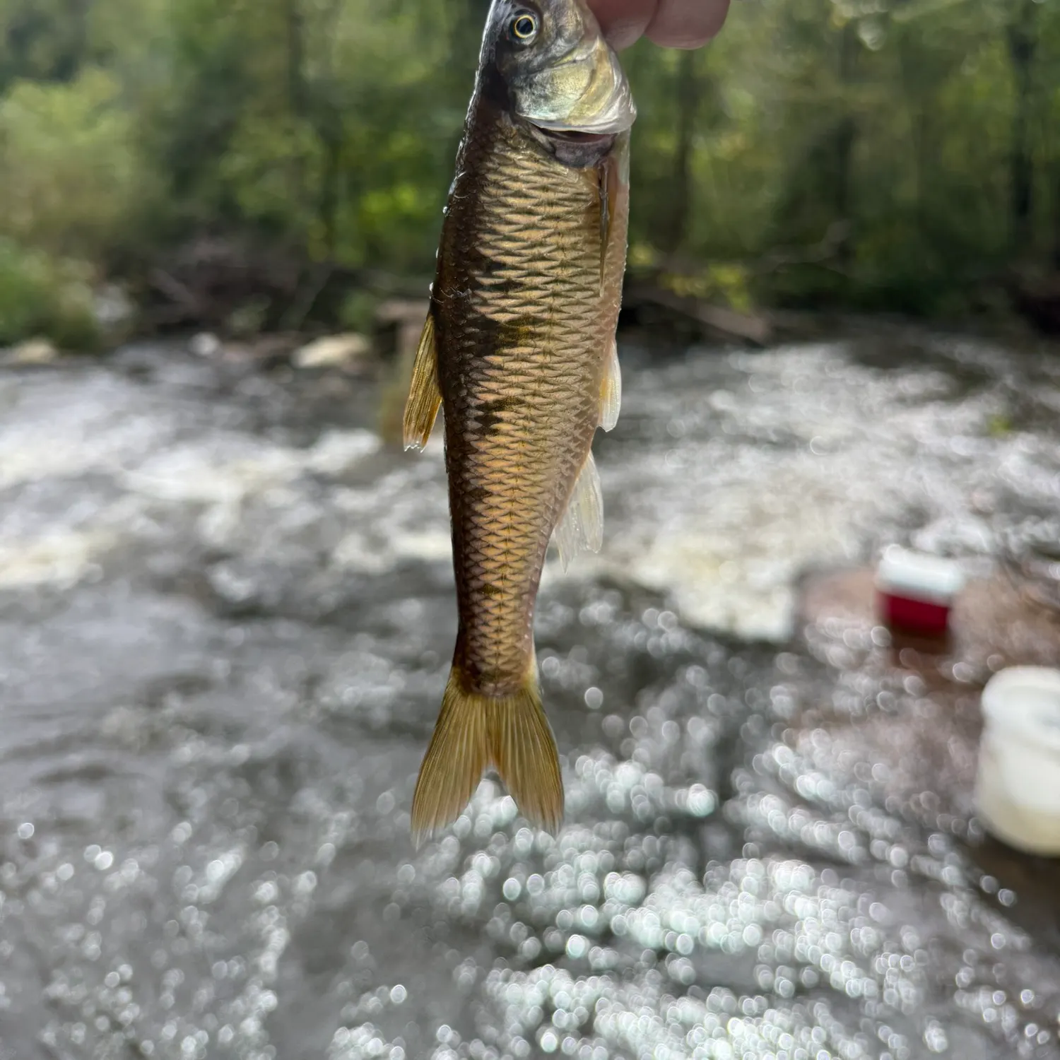 The most recent Common shiner catches on Fishbrain