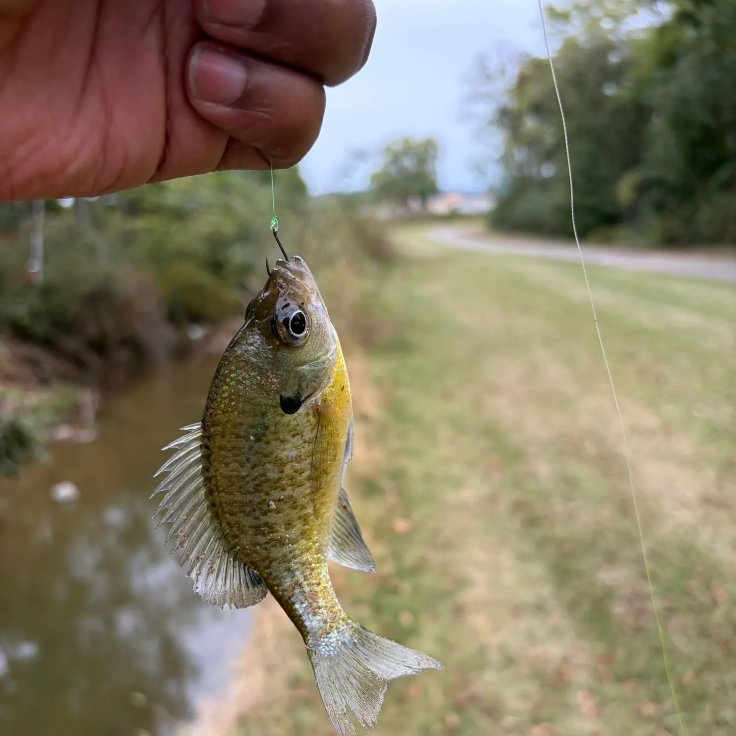 Bluegill caught on Fishbrain