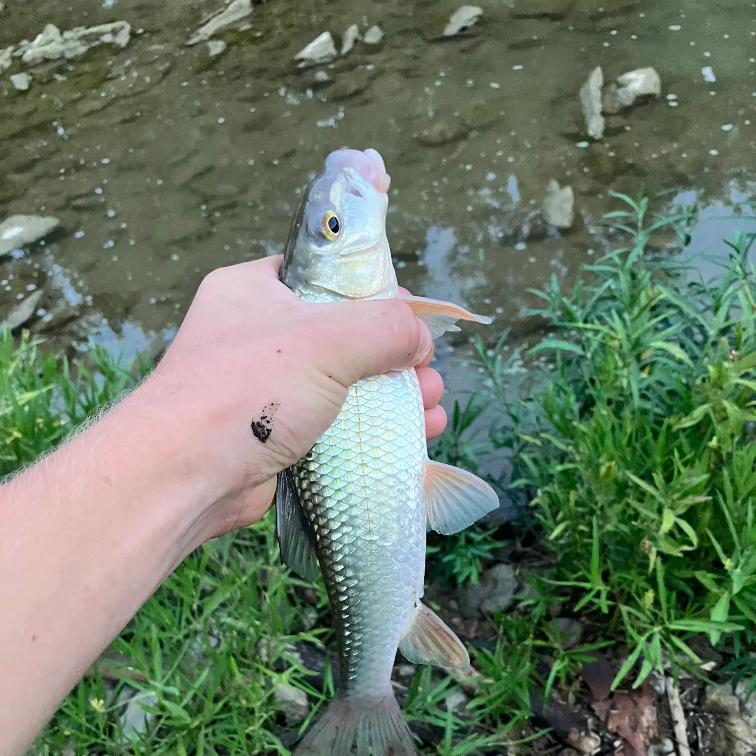 The most recent Golden redhorse catches on Fishbrain