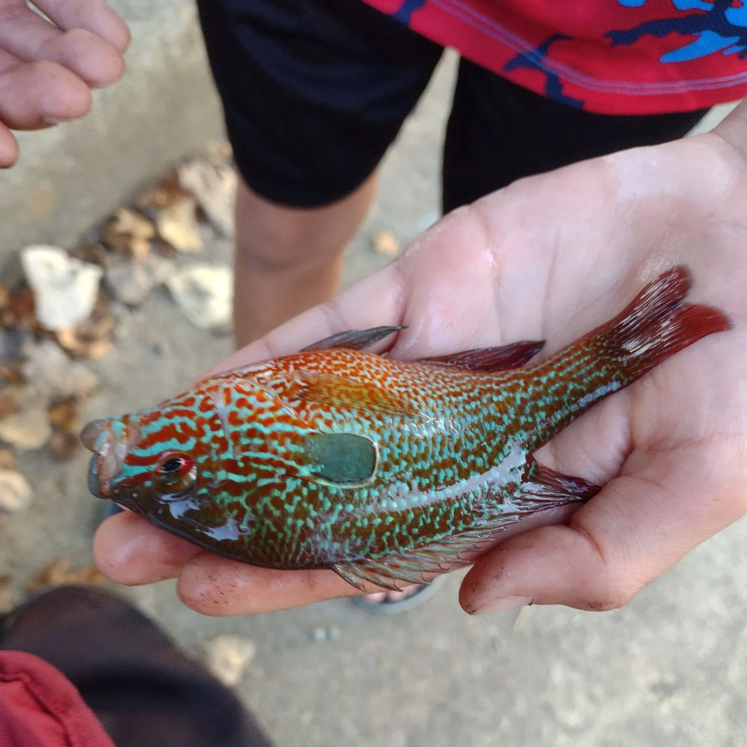 The most popular recent Longear sunfish catch on Fishbrain