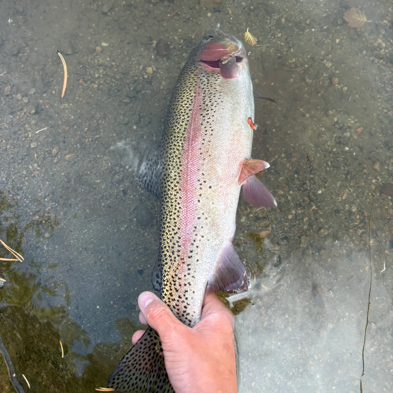 Rainbow trout caught on Fishbrain
