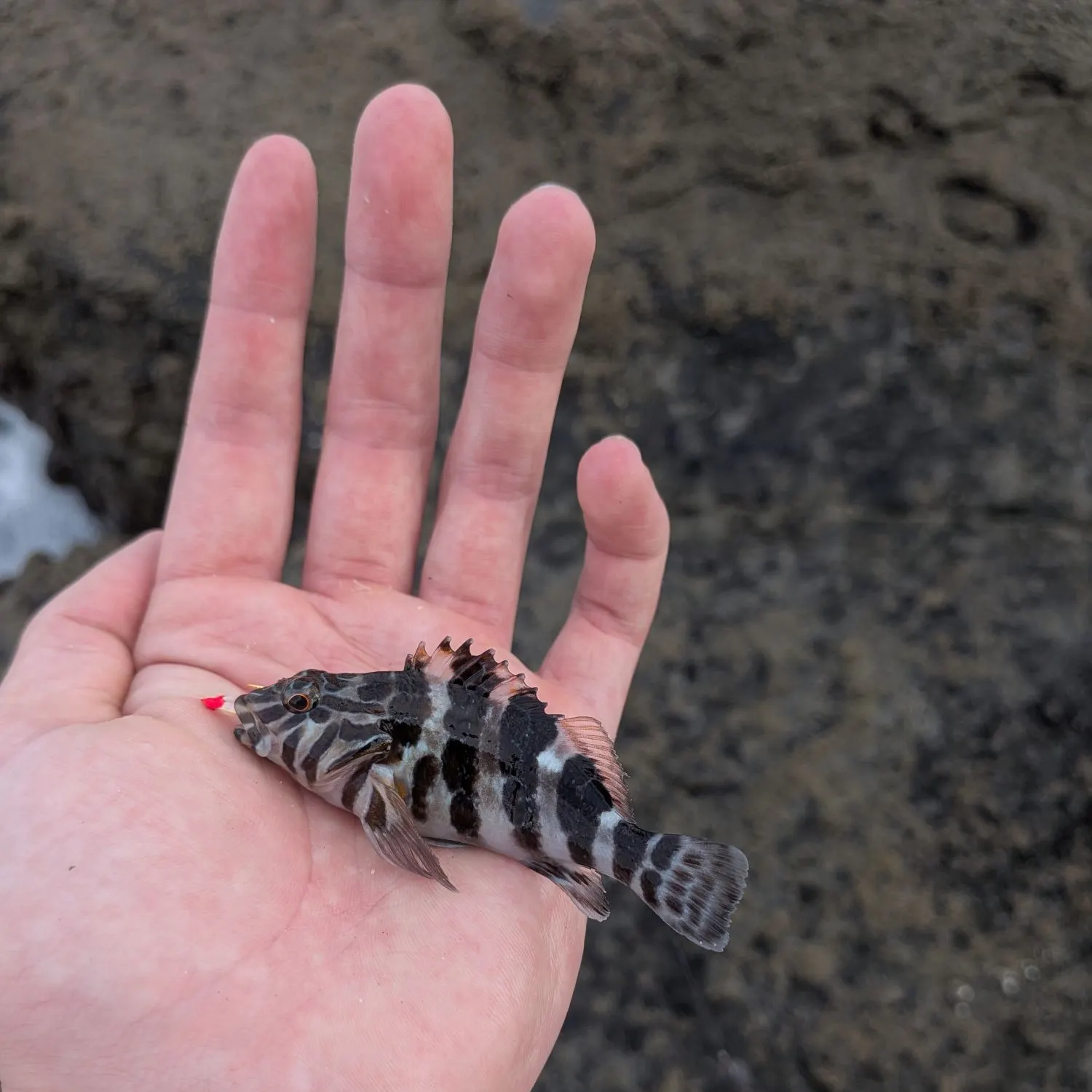The most recent Giant hawkfish catches on Fishbrain