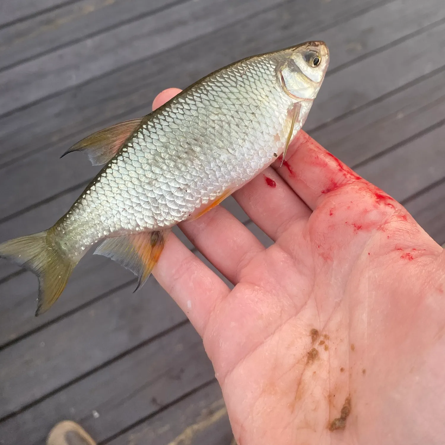 Golden shiner caught on Fishbrain
