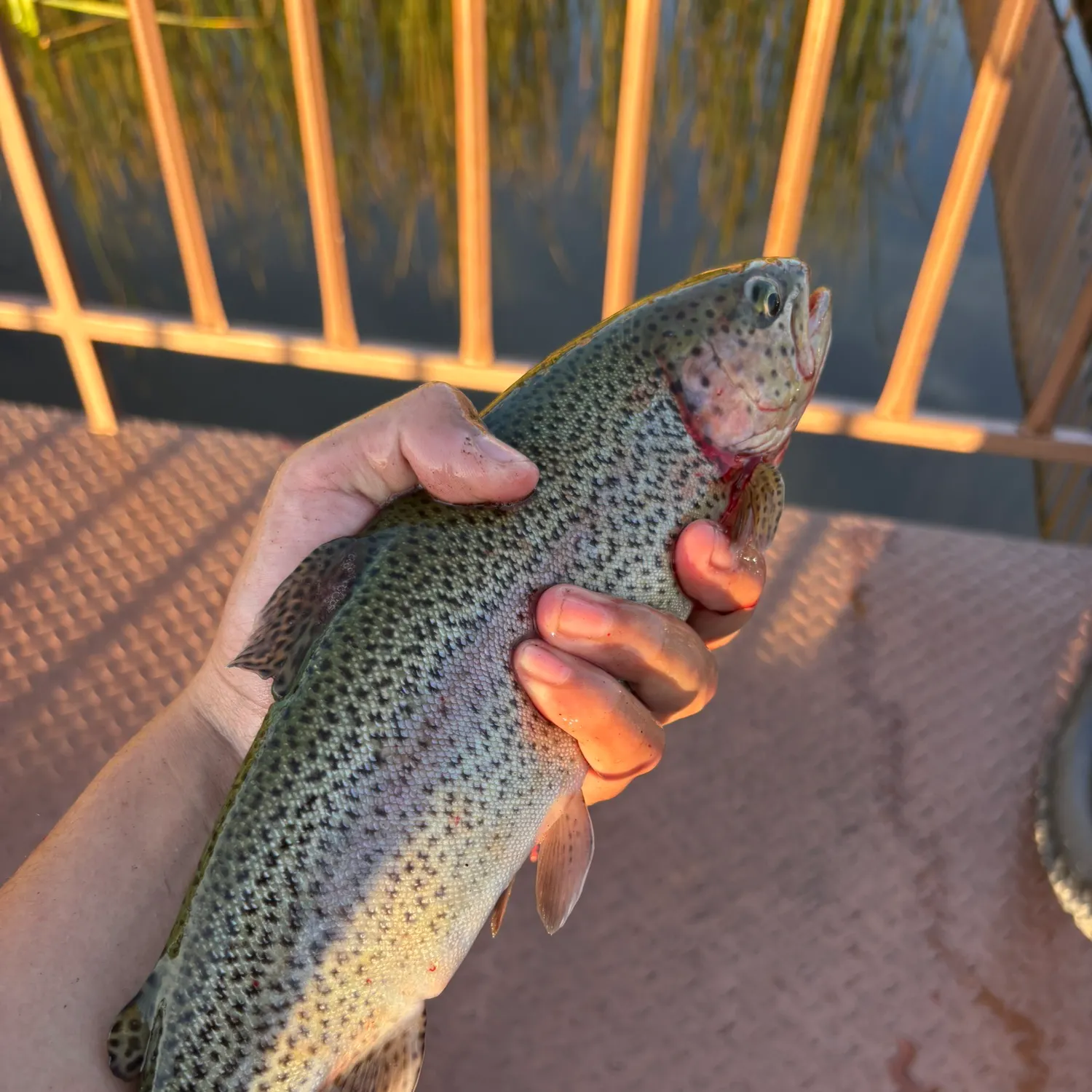Rainbow trout caught on Fishbrain