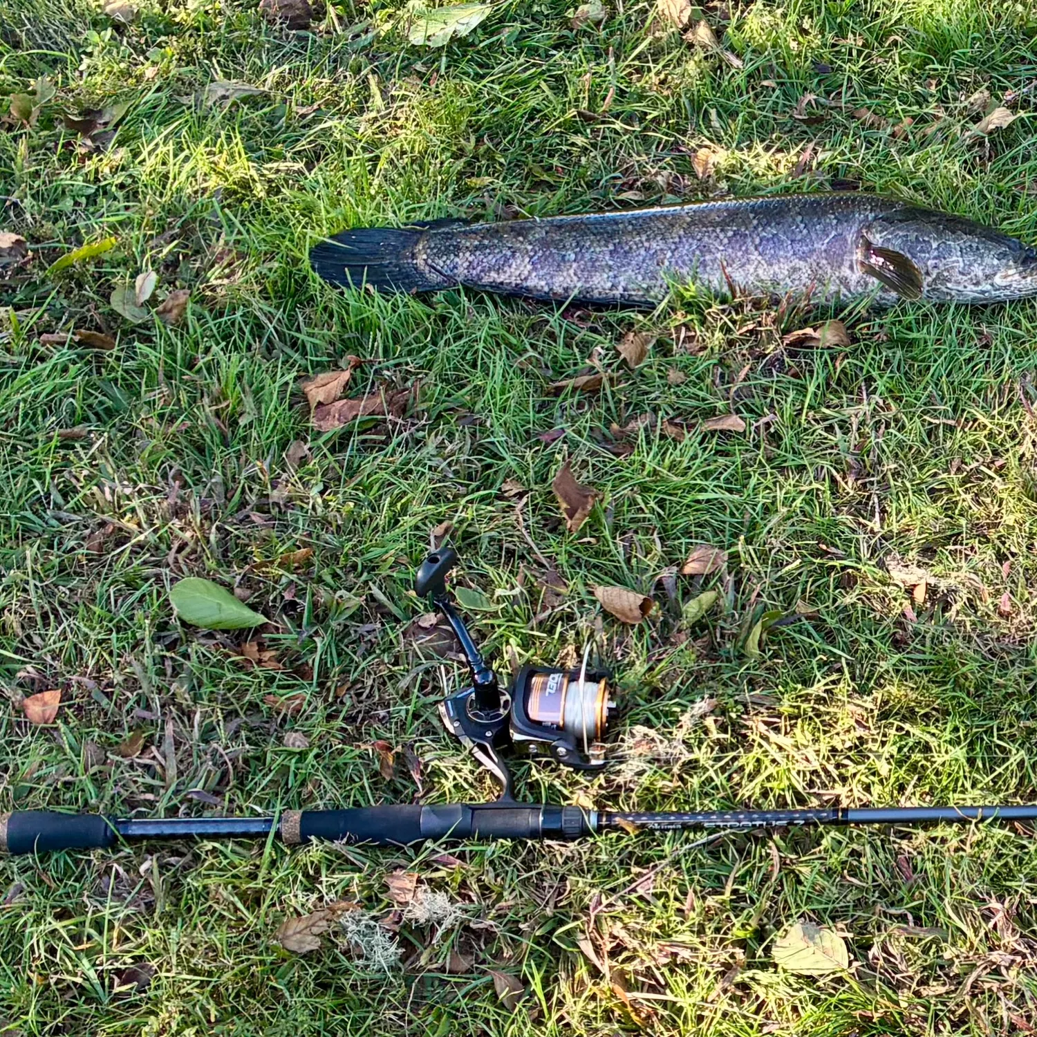 Northern snakehead caught on Fishbrain