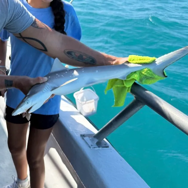 Atlantic sharpnose shark caught on Fishbrain