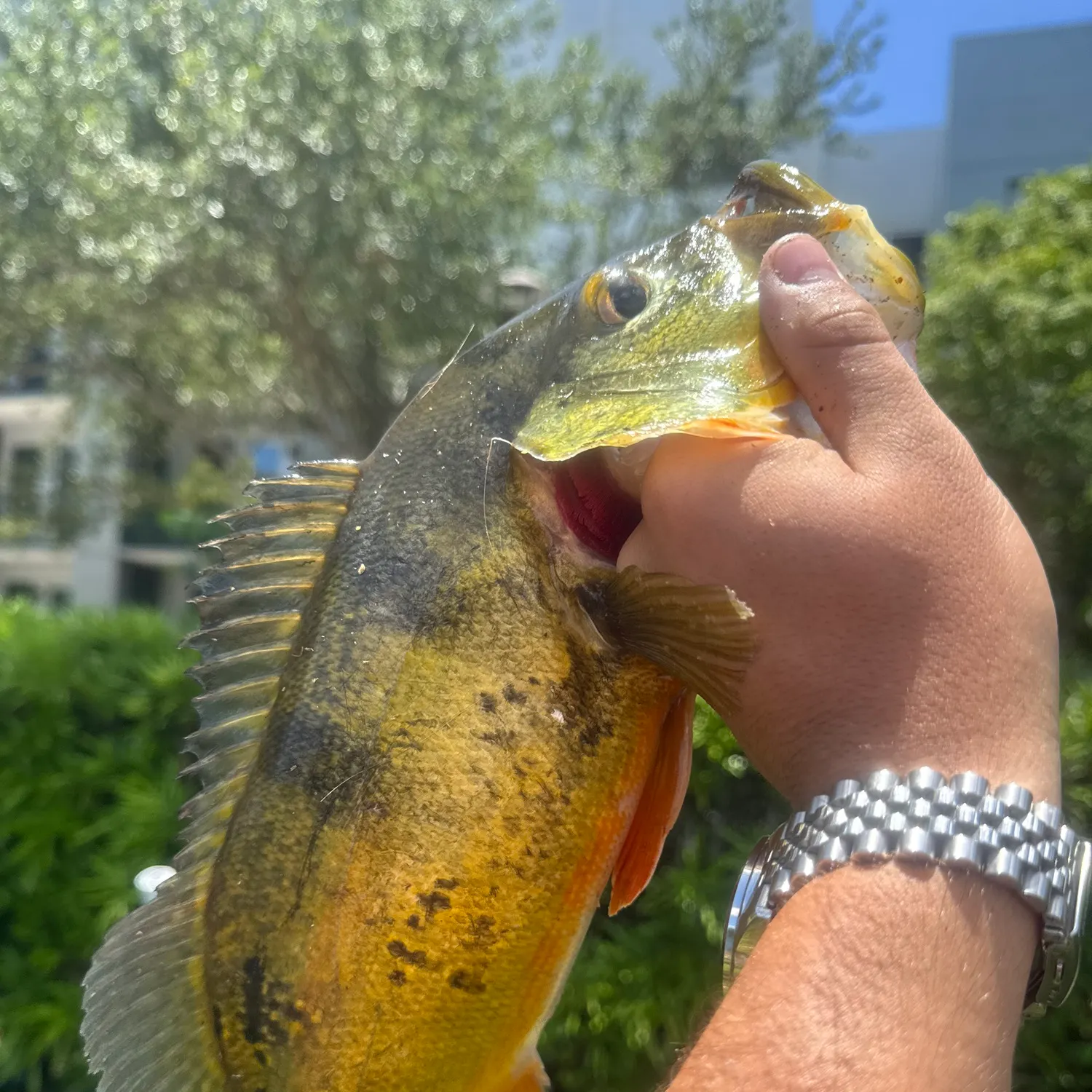 catch